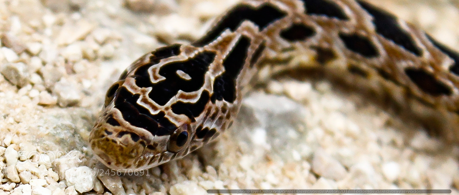 Canon EOS 600D (Rebel EOS T3i / EOS Kiss X5) sample photo. Snake photography