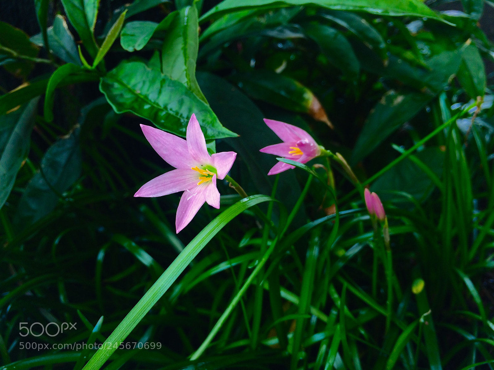 Apple iPhone 5s sample photo. Flores rosa photography