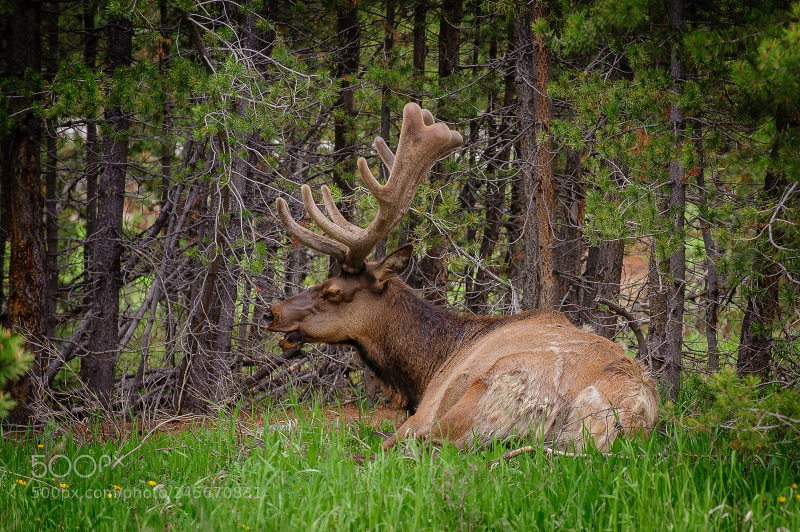 Nikon D3 sample photo. Bull elk photography
