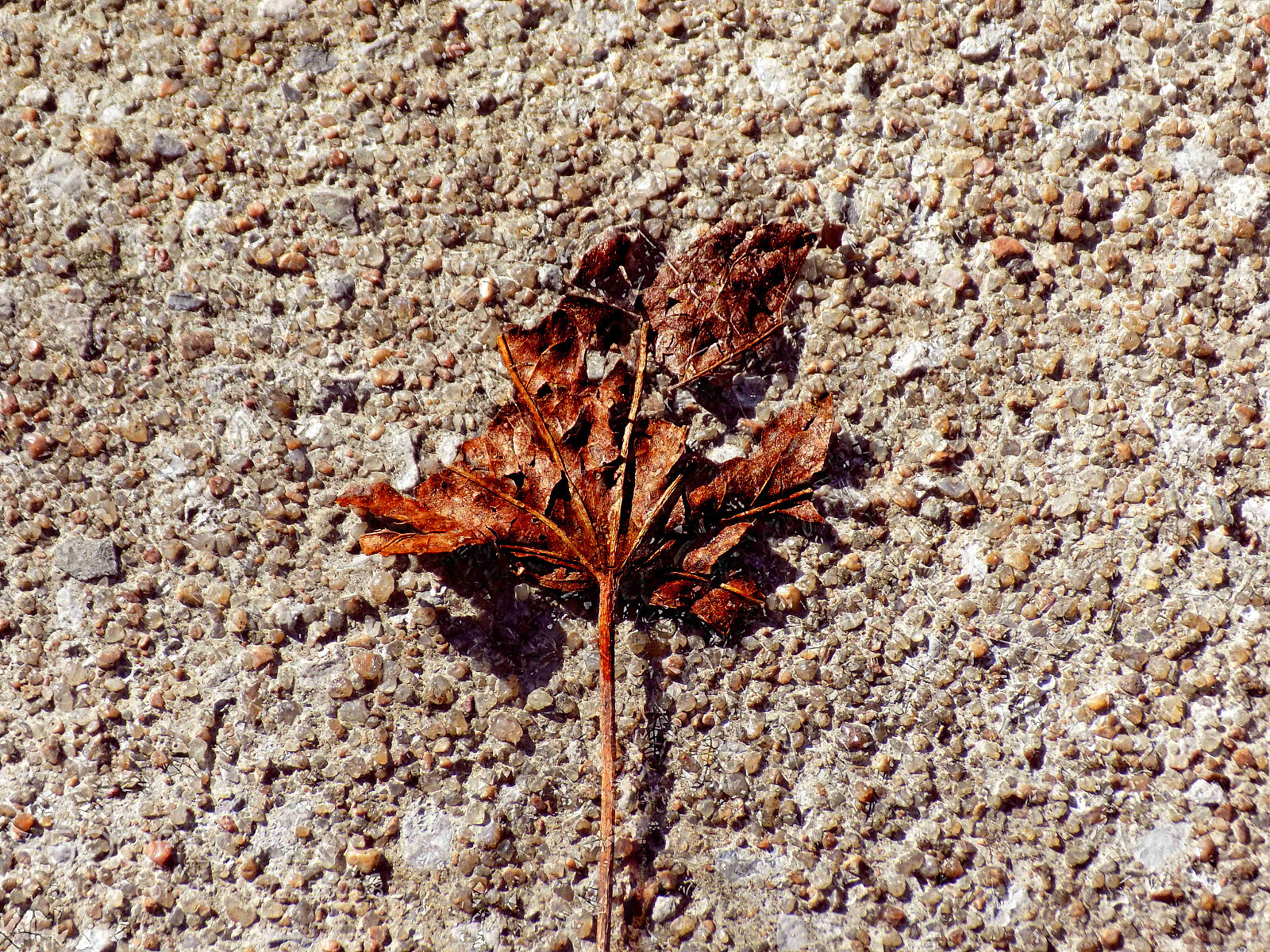 Nikon COOLPIX L340 sample photo. Cabin fever photography
