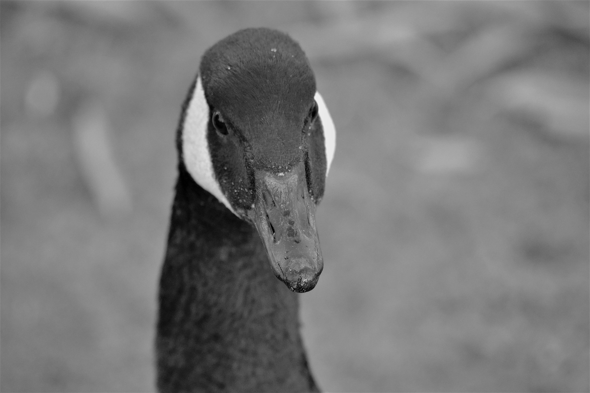 Sigma 70-300mm F4-5.6 APO DG Macro sample photo. Birdie photography