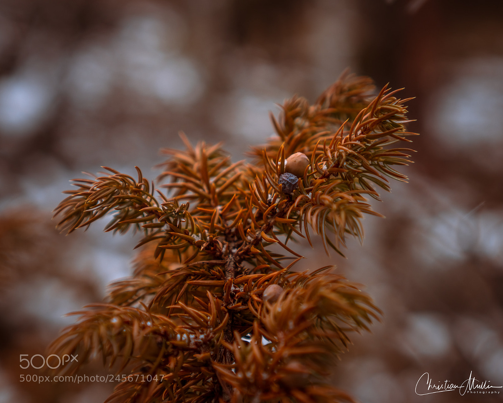 Sony a6500 sample photo. Dragon's nest photography