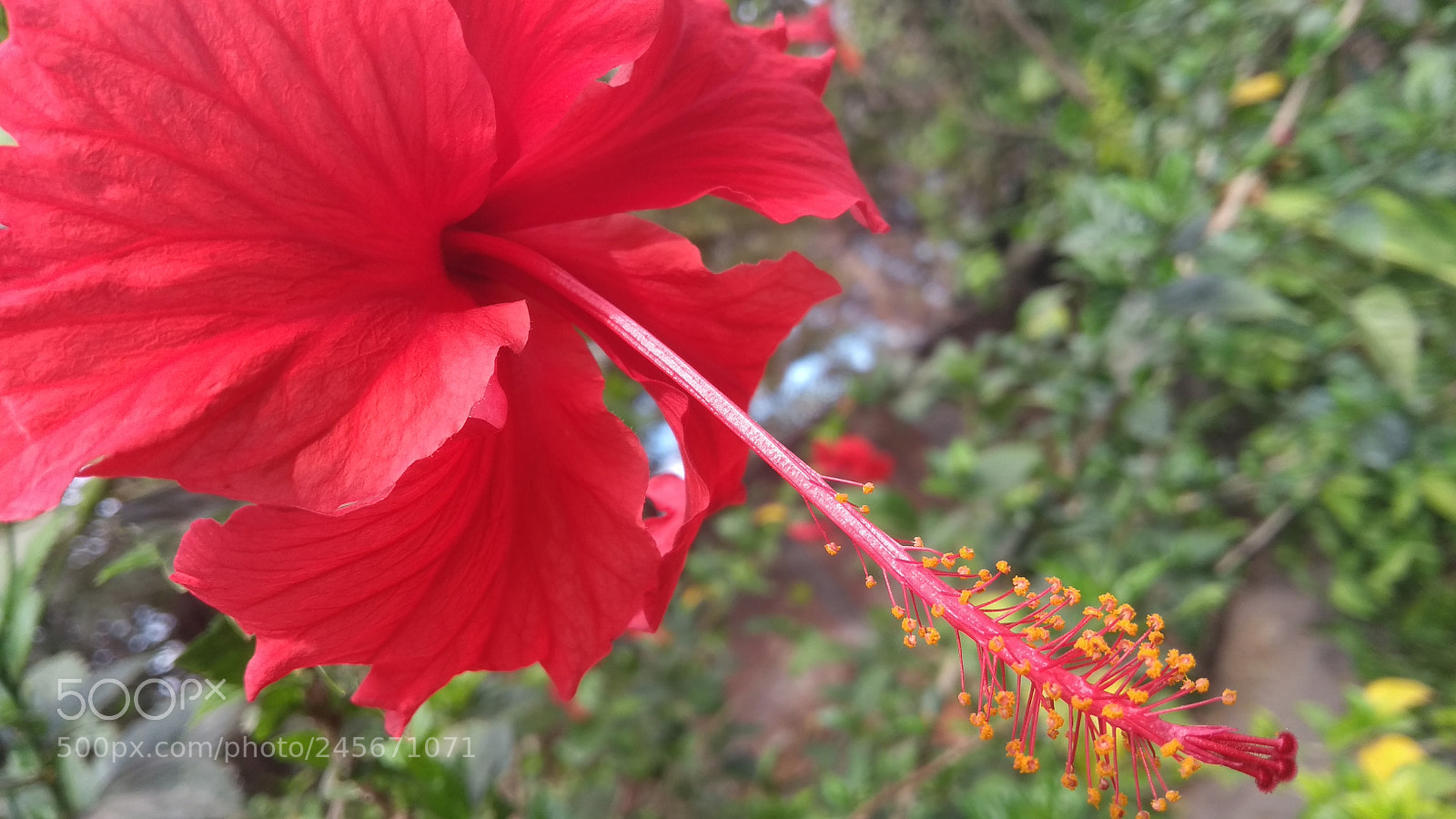 Motorola Moto G (5th Gen) sample photo. Untitled photography