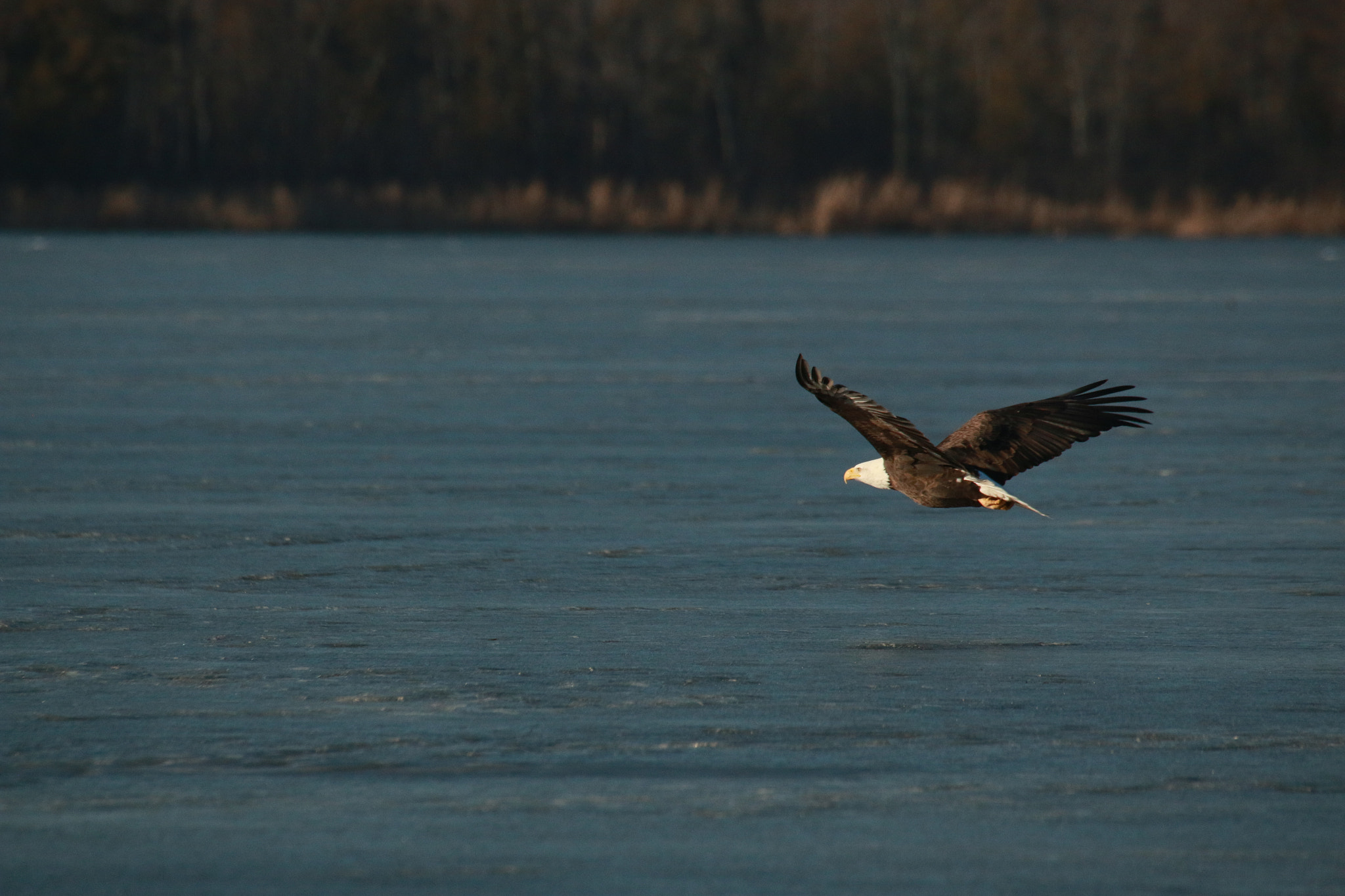 Sigma 50-500mm F4.5-6.3 DG OS HSM sample photo. My first eagle ever photographed. just an amateur am i. photography