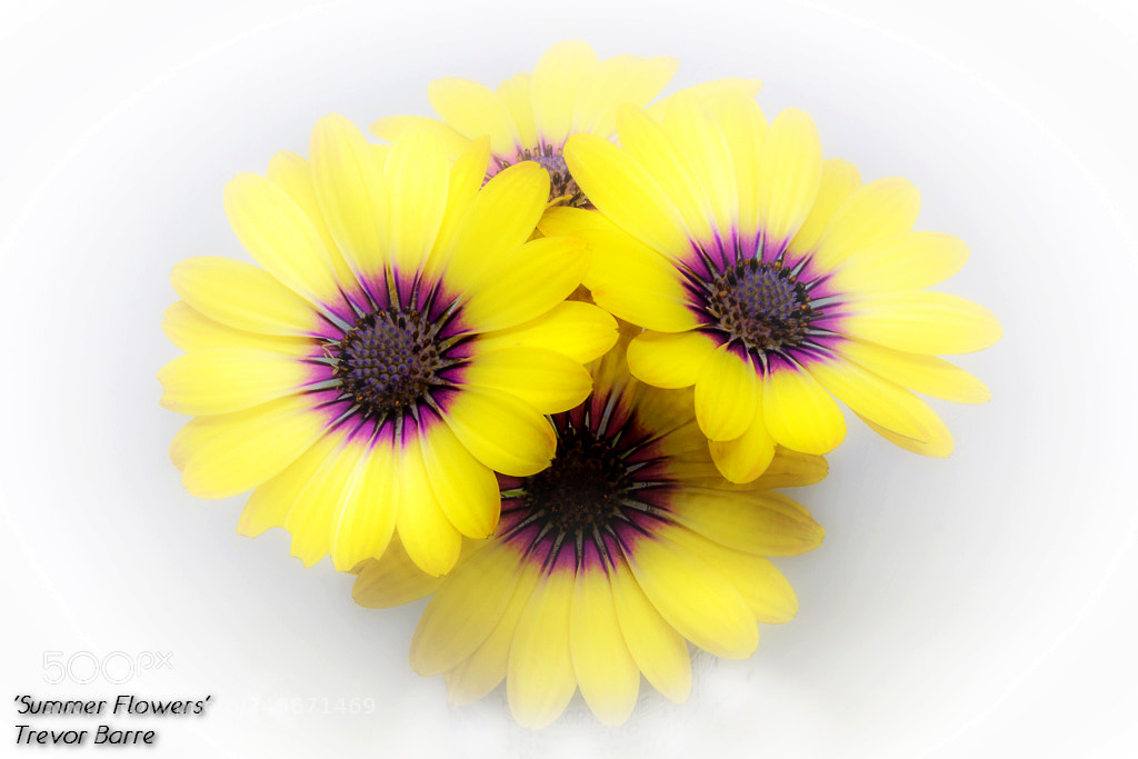 Canon EOS 650D (EOS Rebel T4i / EOS Kiss X6i) sample photo. Summer flowers photography