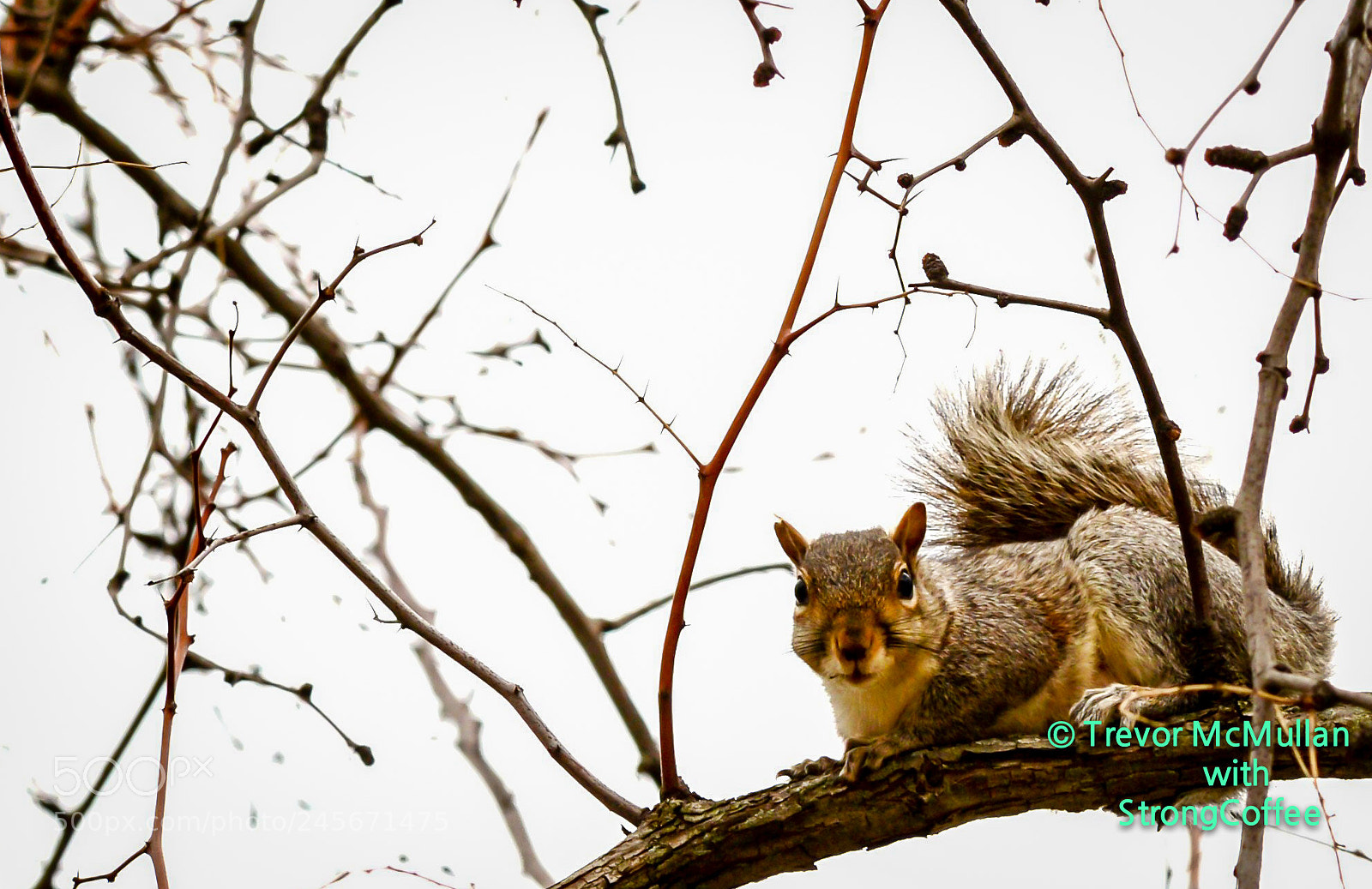 Nikon D800 sample photo. Well feed grey washington photography