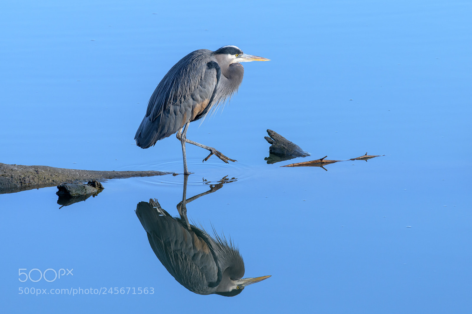 Nikon D850 sample photo. Wading great blue heron photography