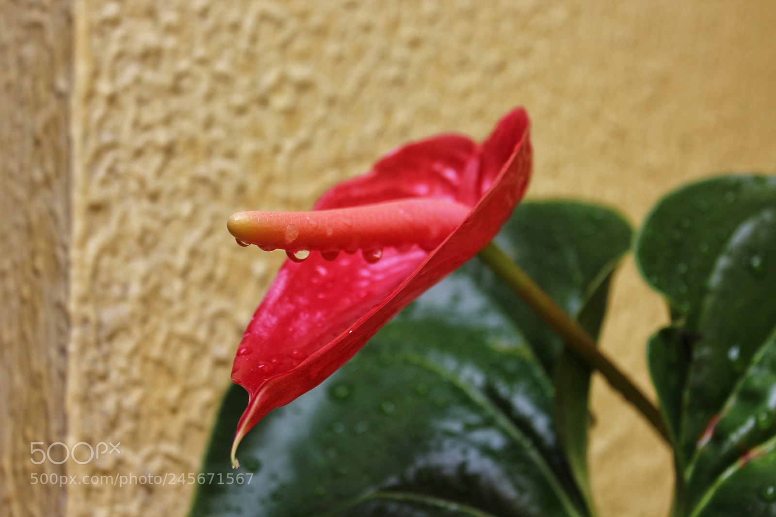 Canon EOS 1200D (EOS Rebel T5 / EOS Kiss X70 / EOS Hi) sample photo. Untitled photography