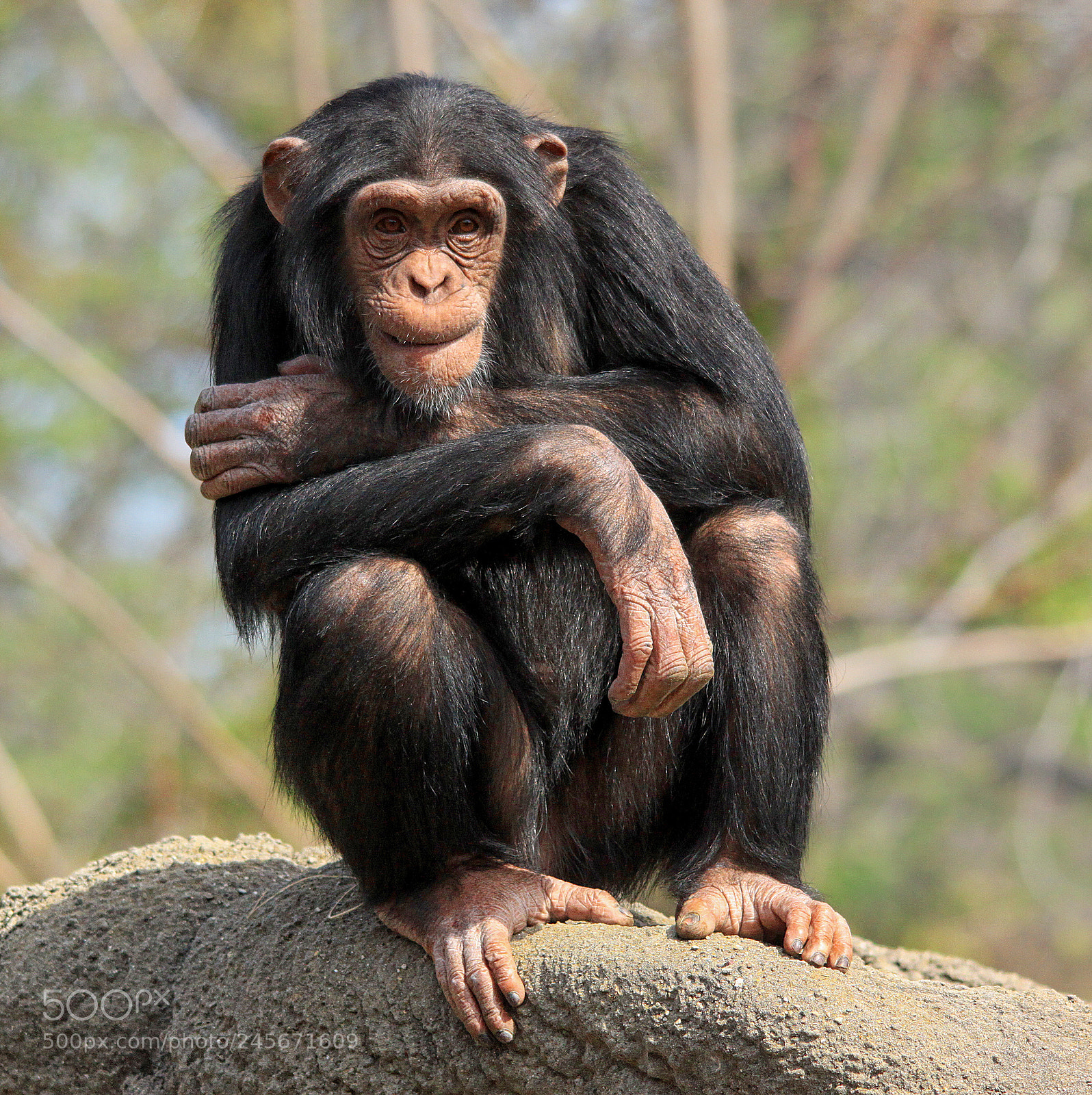 Canon EOS 500D (EOS Rebel T1i / EOS Kiss X3) sample photo. Chimpanzee on rock photography