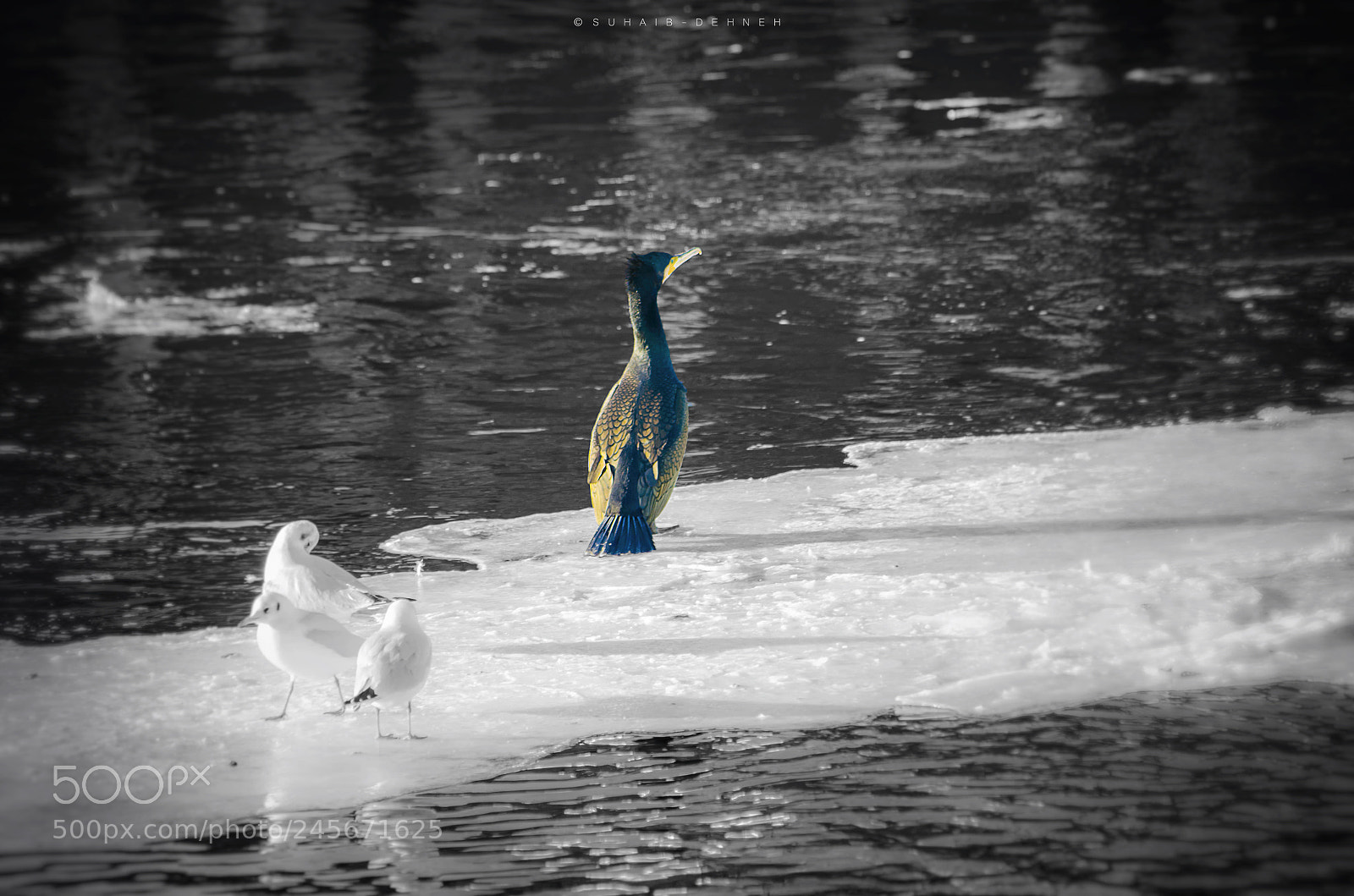 Nikon D5100 sample photo. Help plz help me photography