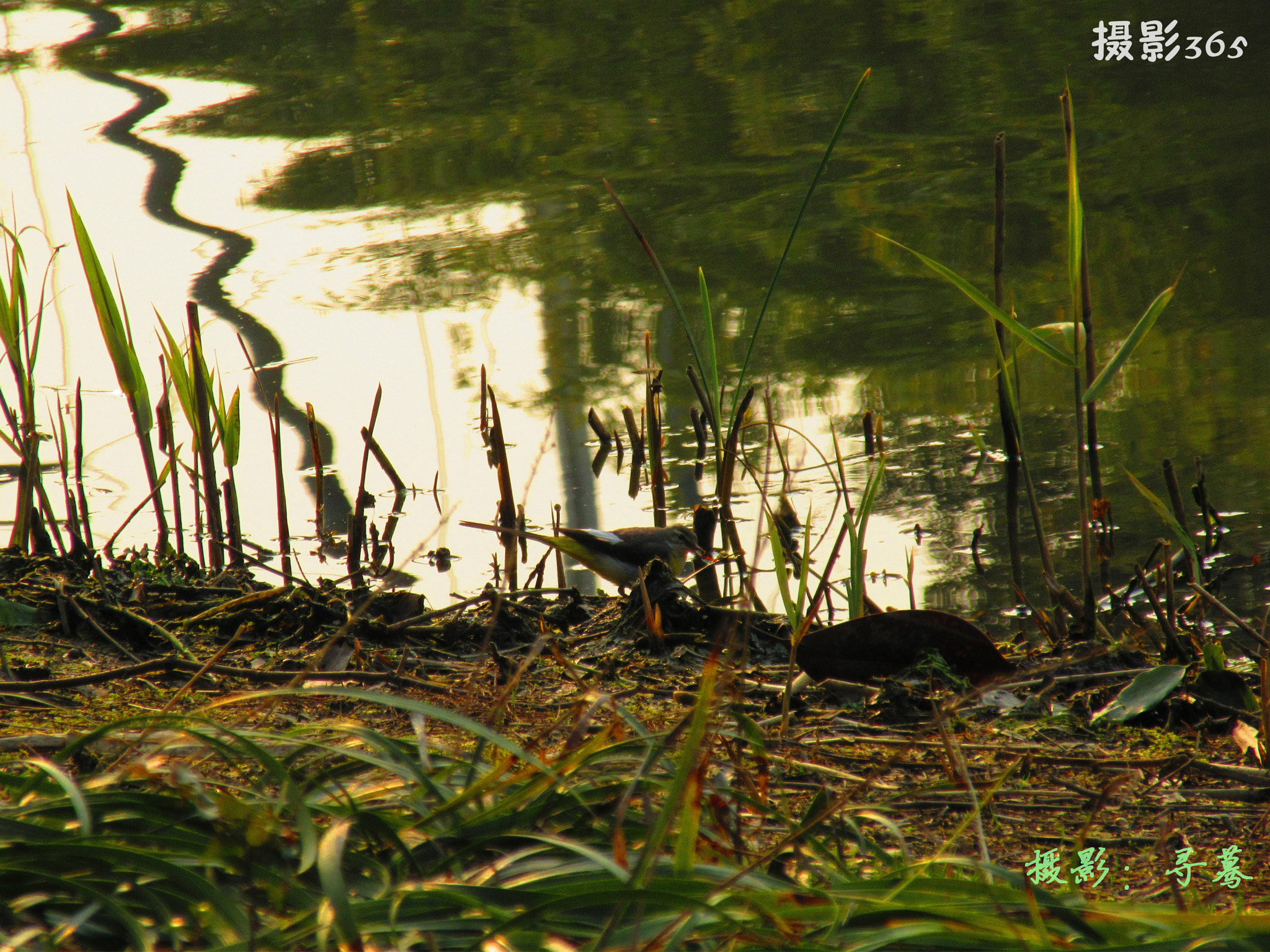 Canon PowerShot ELPH 350 HS (IXUS 275 HS / IXY 640) sample photo. Reflection and birds photography