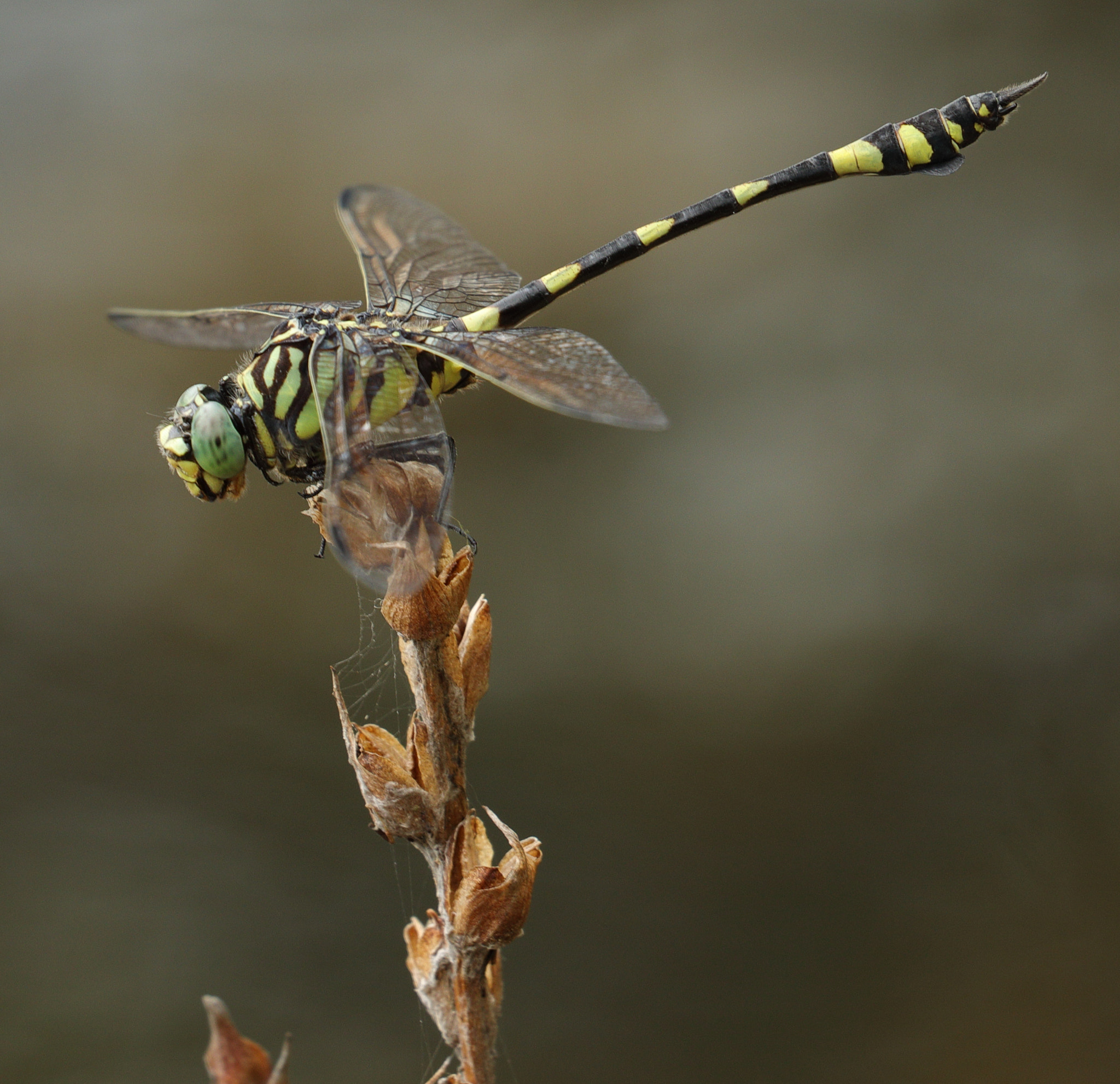 Canon EOS 5D Mark IV + Canon EF 100-400mm F4.5-5.6L IS II USM sample photo. Australian tiger, ictinogomphus australis photography