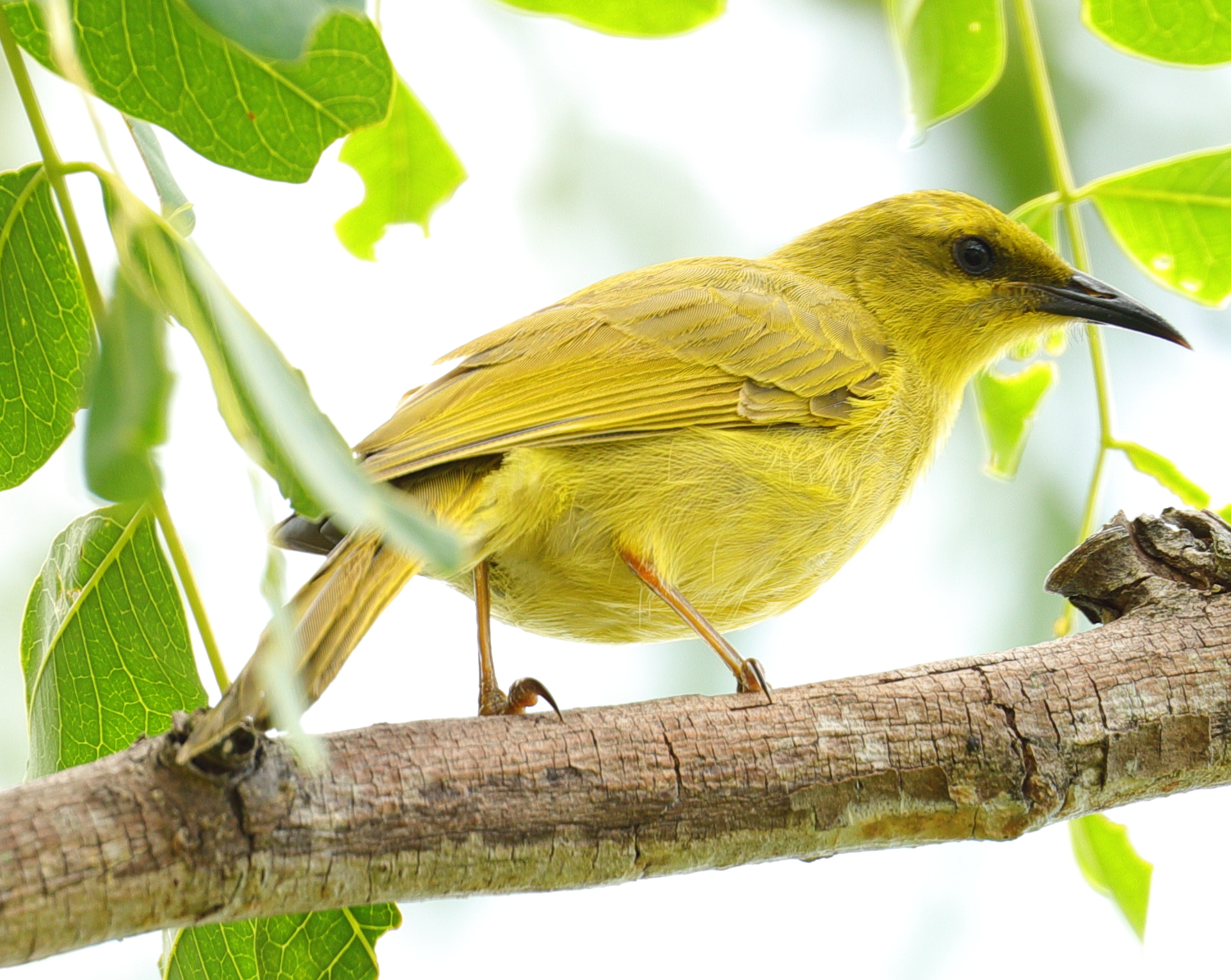 Canon EOS 5D Mark IV + Canon EF 100-400mm F4.5-5.6L IS II USM sample photo. Yellow honeyeater photography