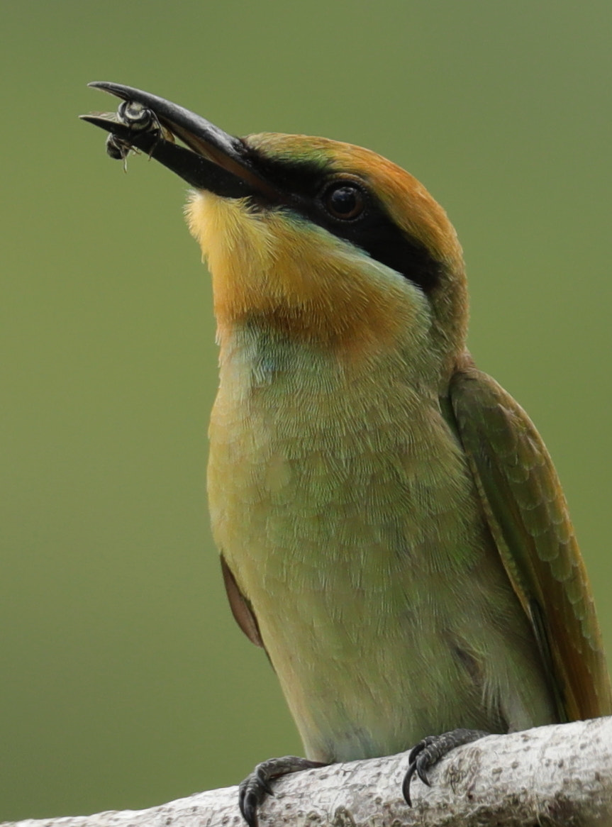 Canon EOS 5D Mark IV + Canon EF 100-400mm F4.5-5.6L IS II USM sample photo. Rainbow bee-eater photography