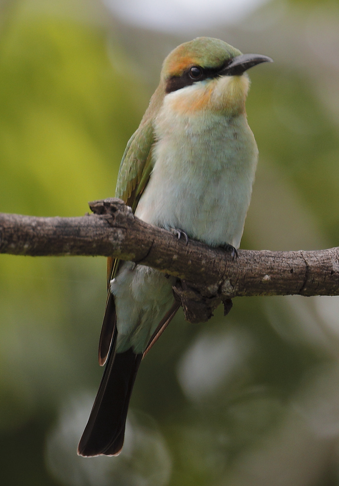 Canon EOS 5D Mark IV + Canon EF 100-400mm F4.5-5.6L IS II USM sample photo. Rainbow bee-eater photography