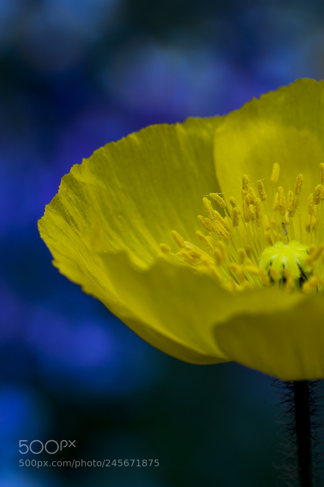 Pentax K-3 sample photo. Oblivion photography