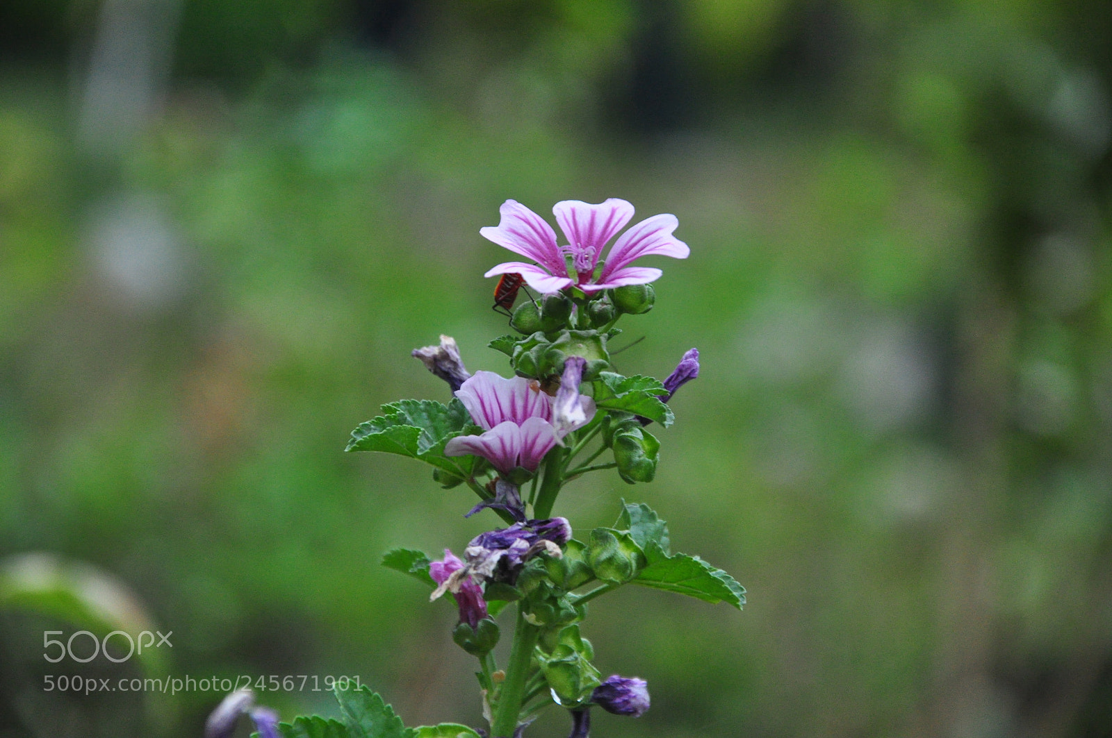 Nikon D90 sample photo. Untitled photography