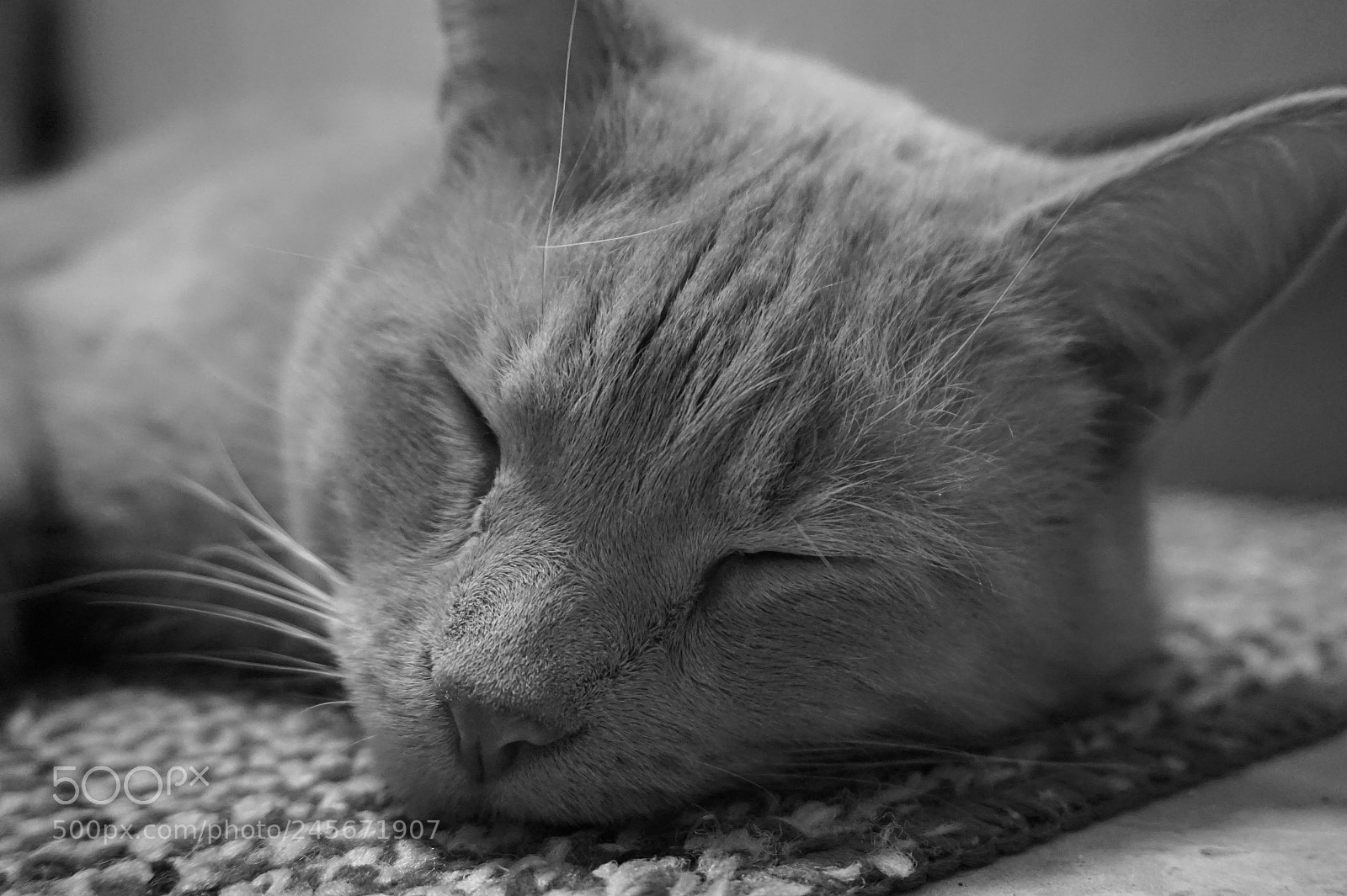 Sony Alpha a5000 (ILCE 5000) sample photo. Fullsizeoutput photography