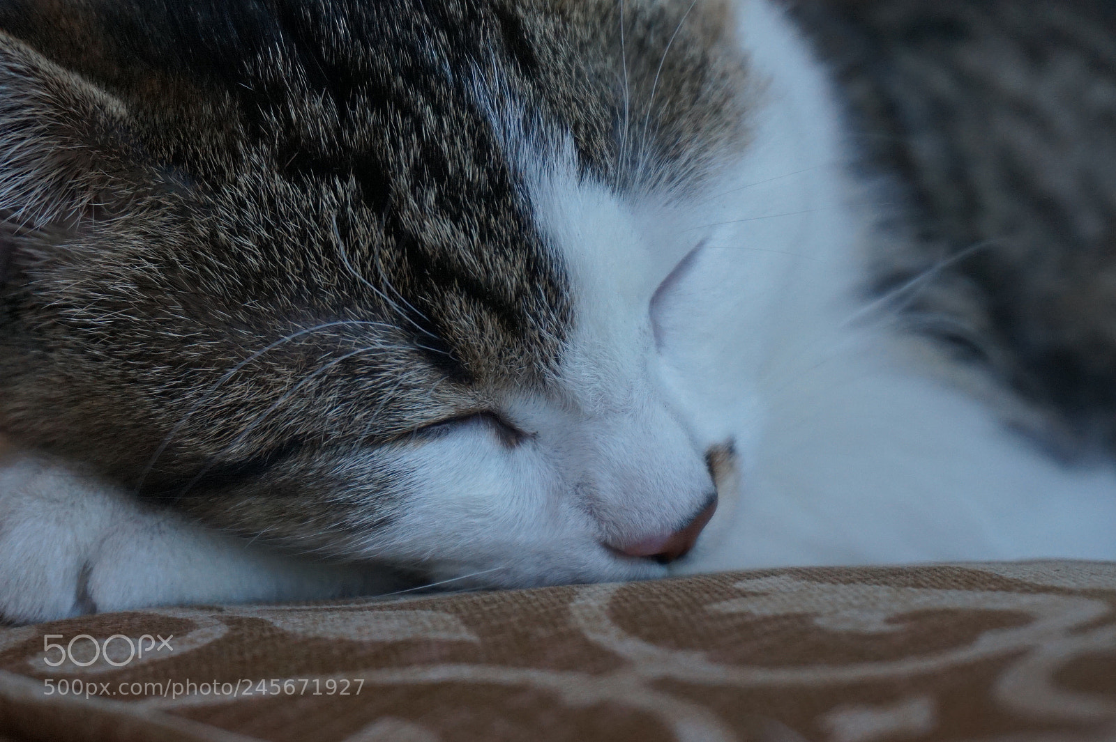 Sony Alpha a5000 (ILCE 5000) sample photo. Fullsizeoutput f photography
