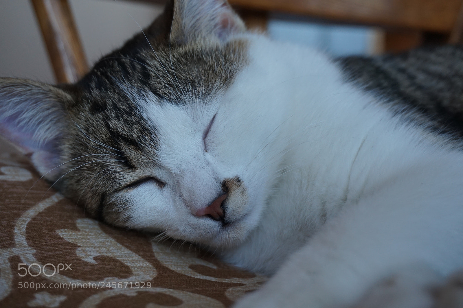 Sony Alpha a5000 (ILCE 5000) sample photo. Dsc photography