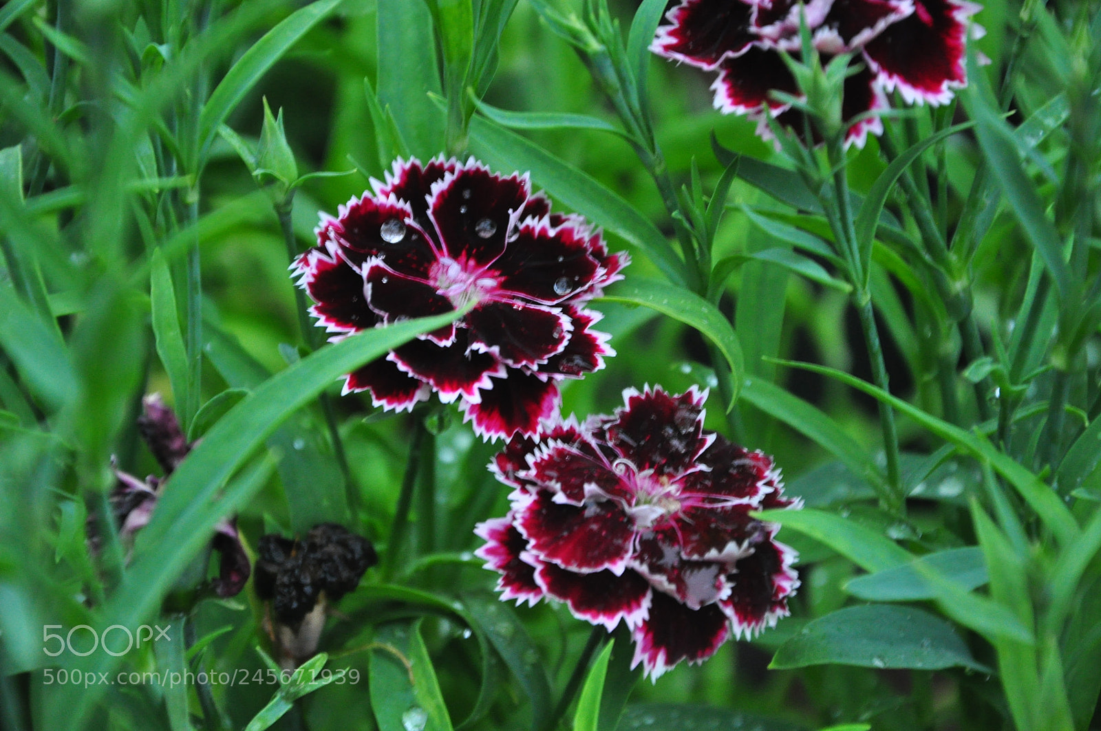 Nikon D90 sample photo. Untitled photography