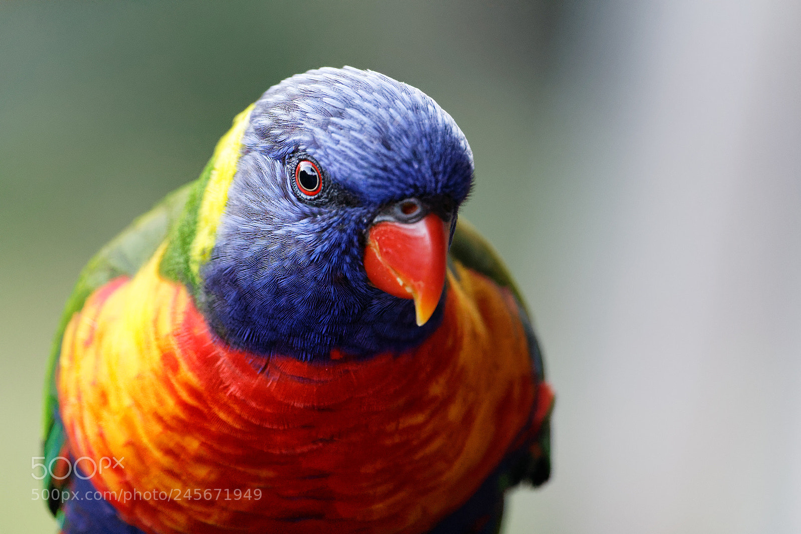 Canon EOS 650D (EOS Rebel T4i / EOS Kiss X6i) sample photo. Lorikeet photography