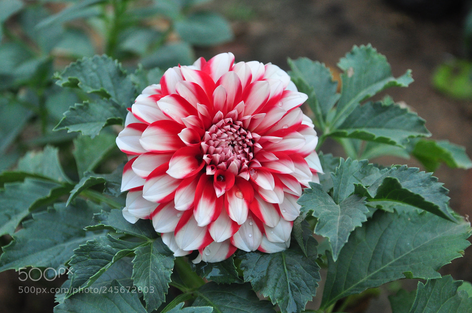 Nikon D90 sample photo. Untitled photography