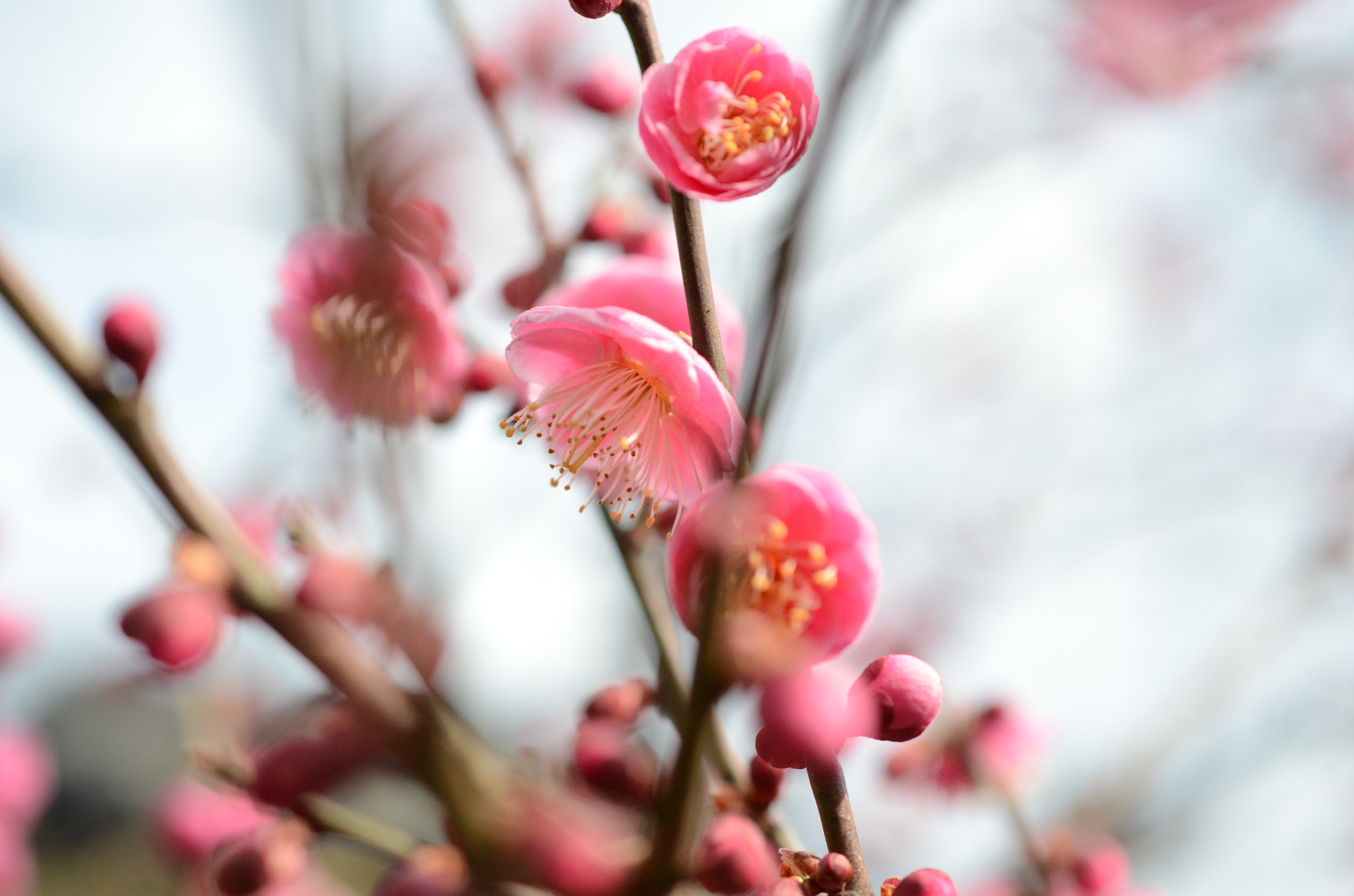Nikon AF-S DX Micro Nikkor 40mm F2.8 sample photo. Japan  photography