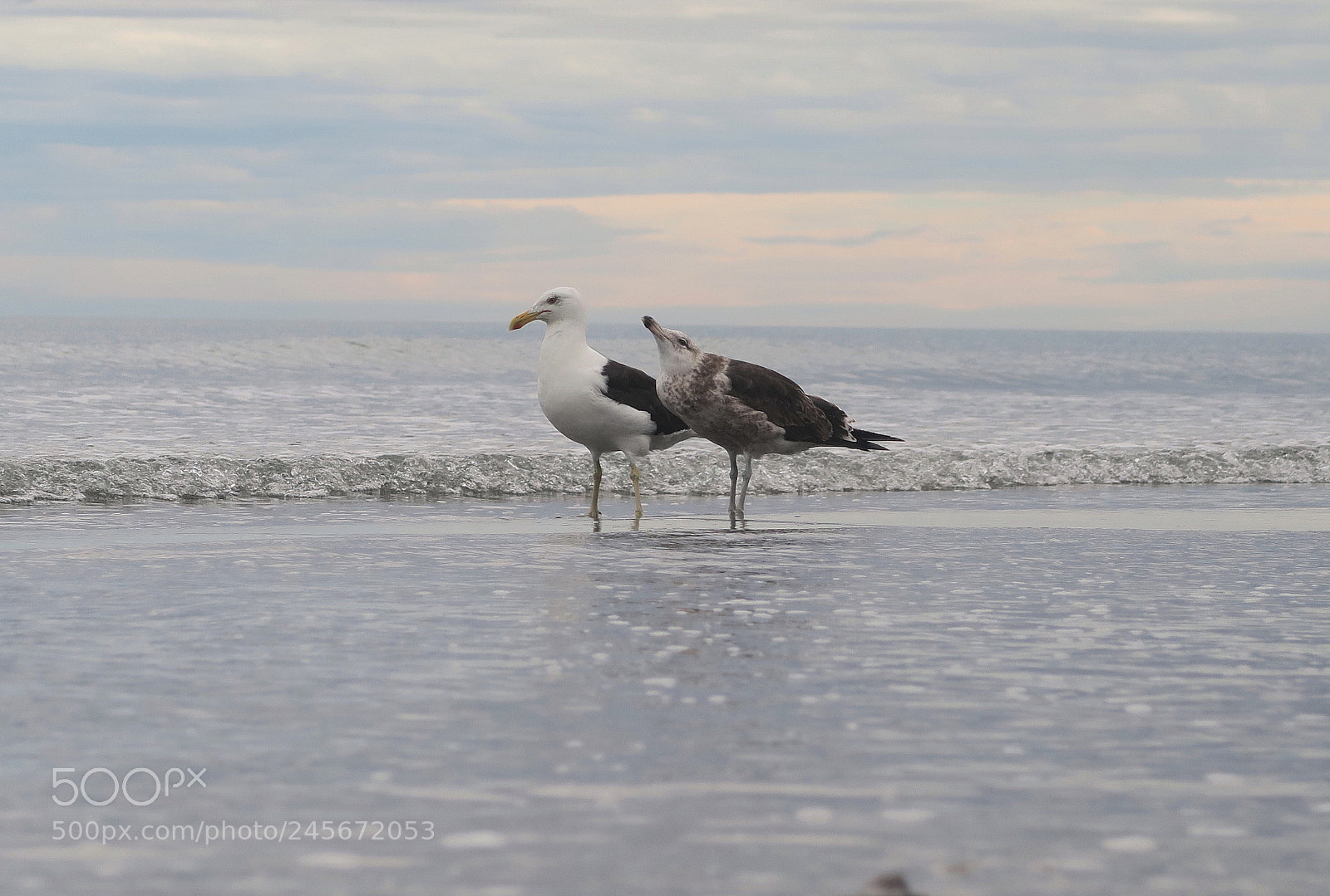 Canon PowerShot G7 X sample photo. Black-backed gull and juvenile photography