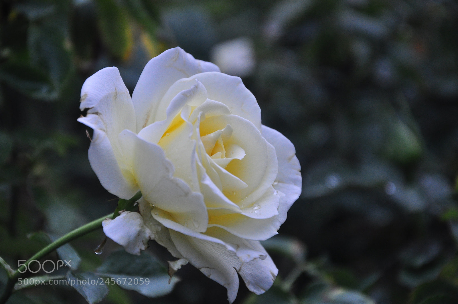 Nikon D90 sample photo. Untitled photography