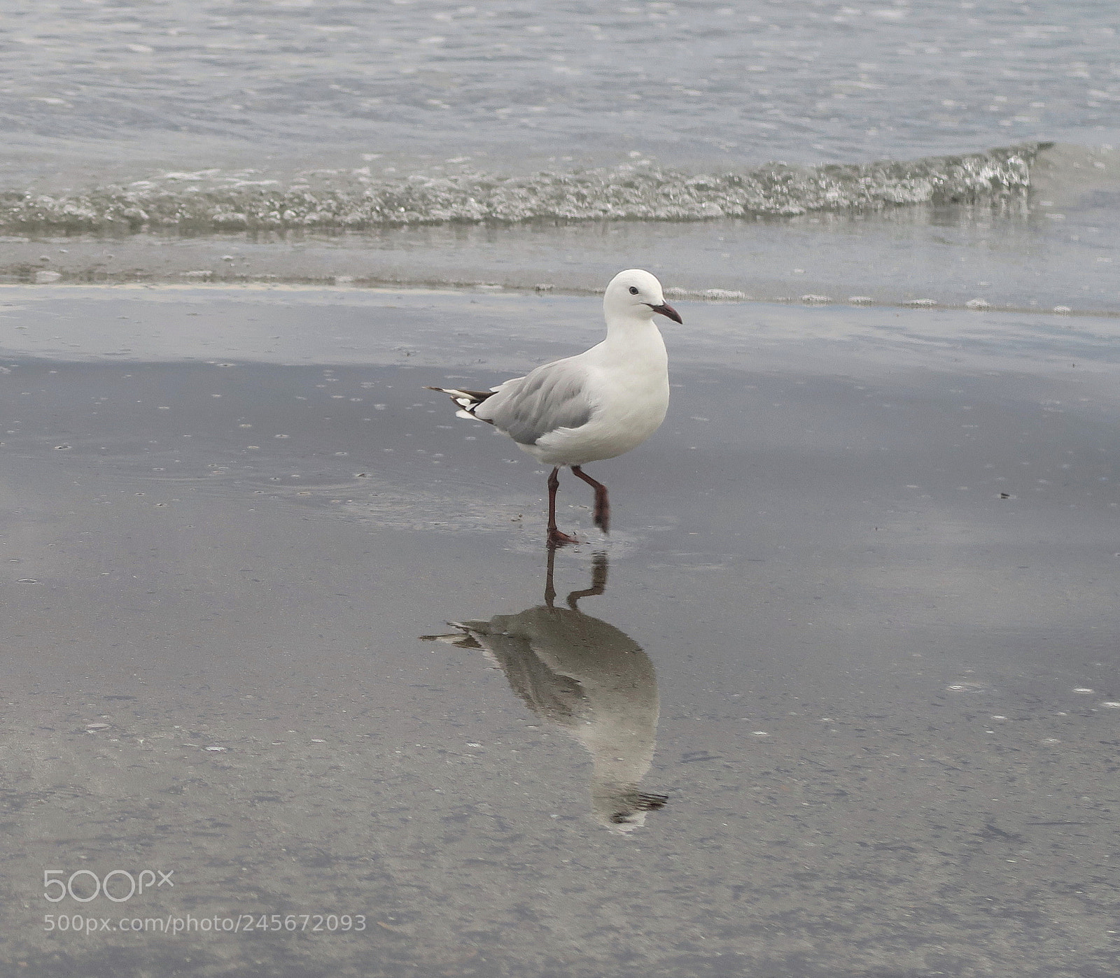 Canon PowerShot G7 X sample photo. Red-billed gull juvenile photography