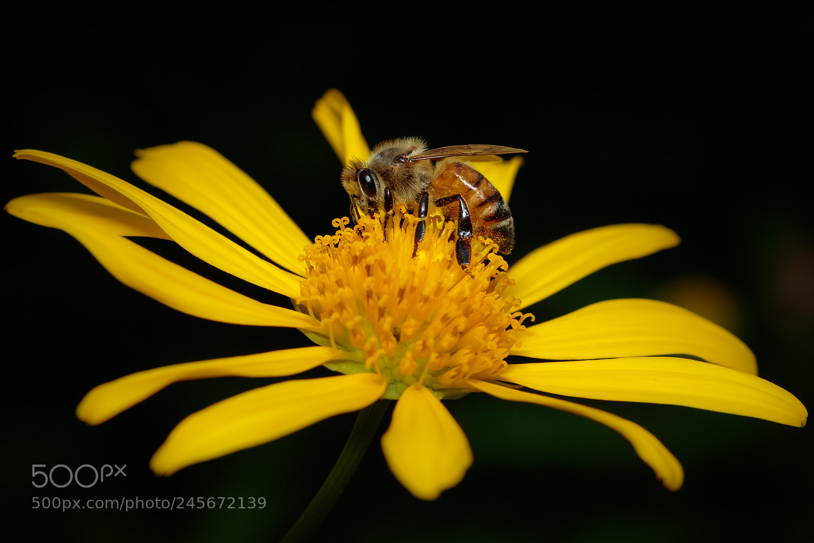 Canon EOS 7D Mark II sample photo. African bush daisy photography
