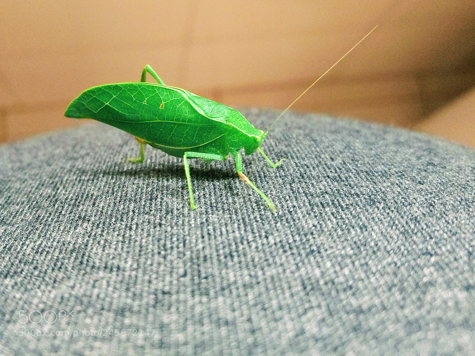 Motorola Moto Z Play sample photo. Tettigonia photography