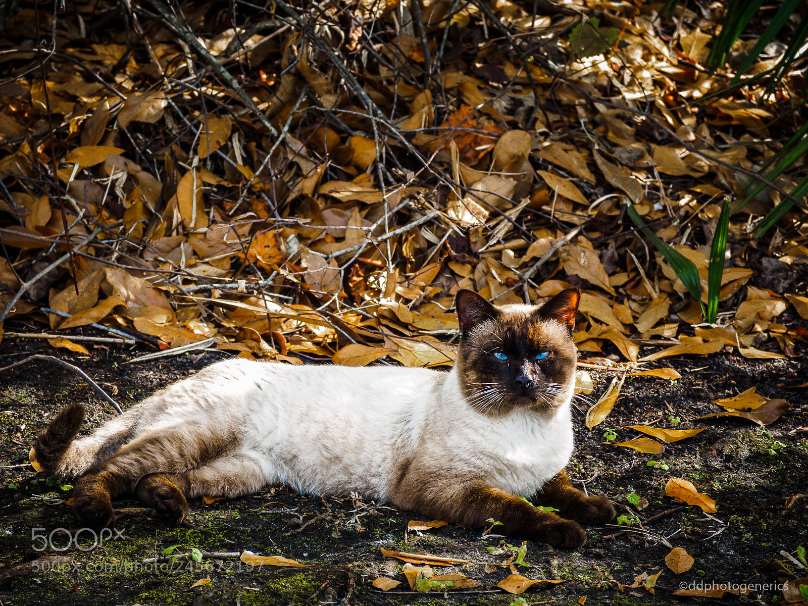 Olympus OM-D E-M1 sample photo. The visitor photography