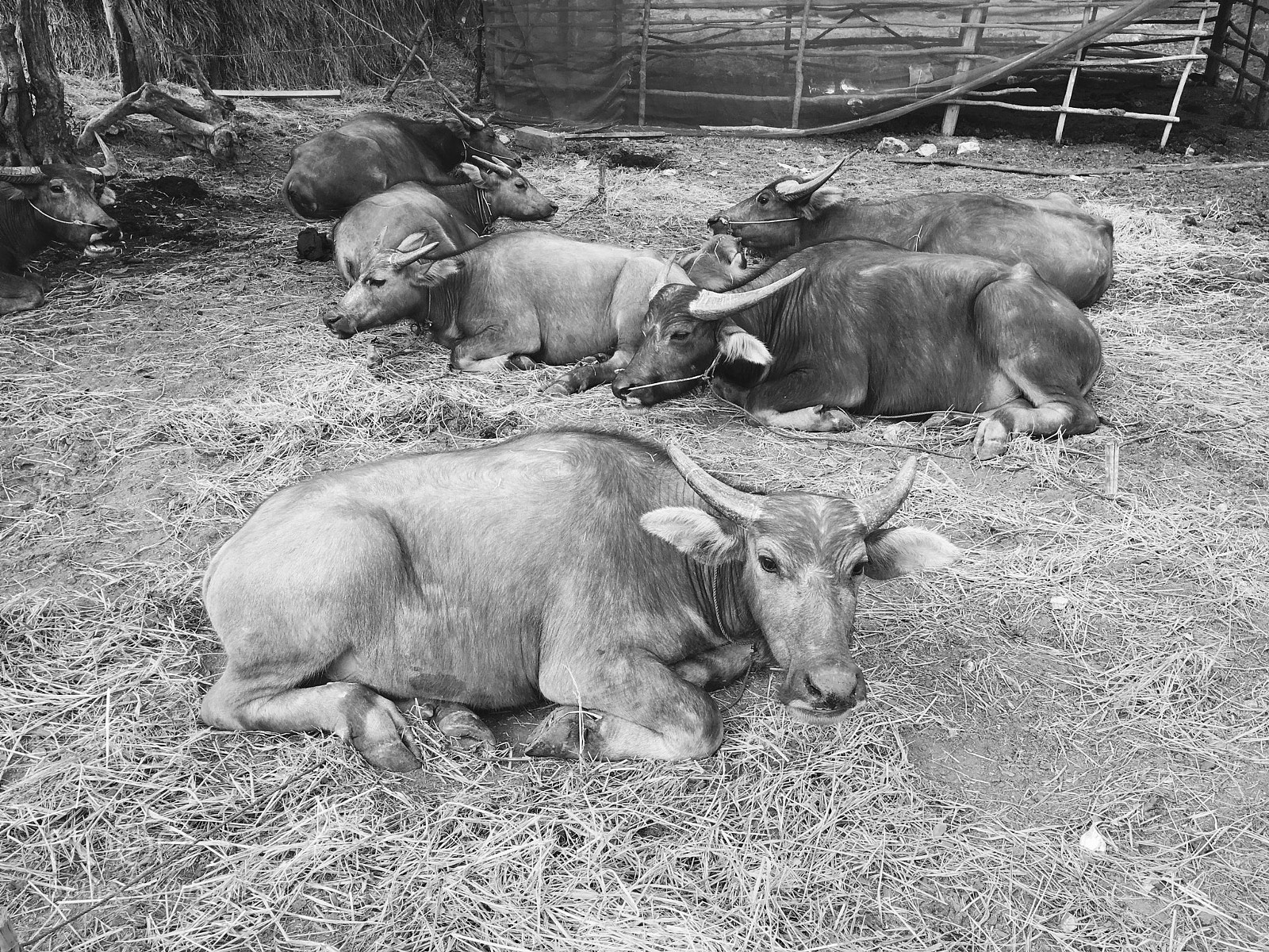 Apple iPhone 6s sample photo. Cambo, buffalos. photography