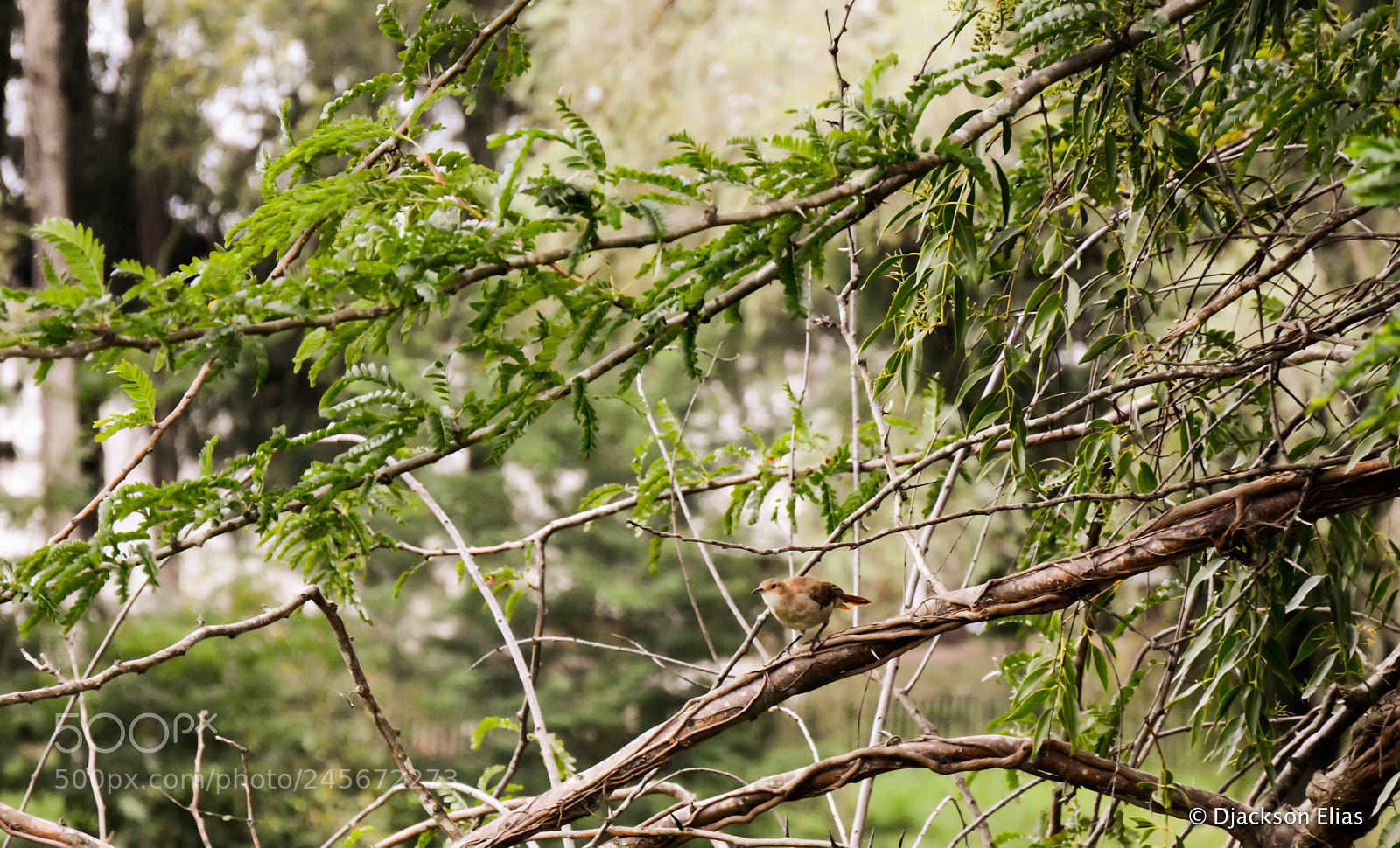 Nikon D7100 sample photo. Sabado photography