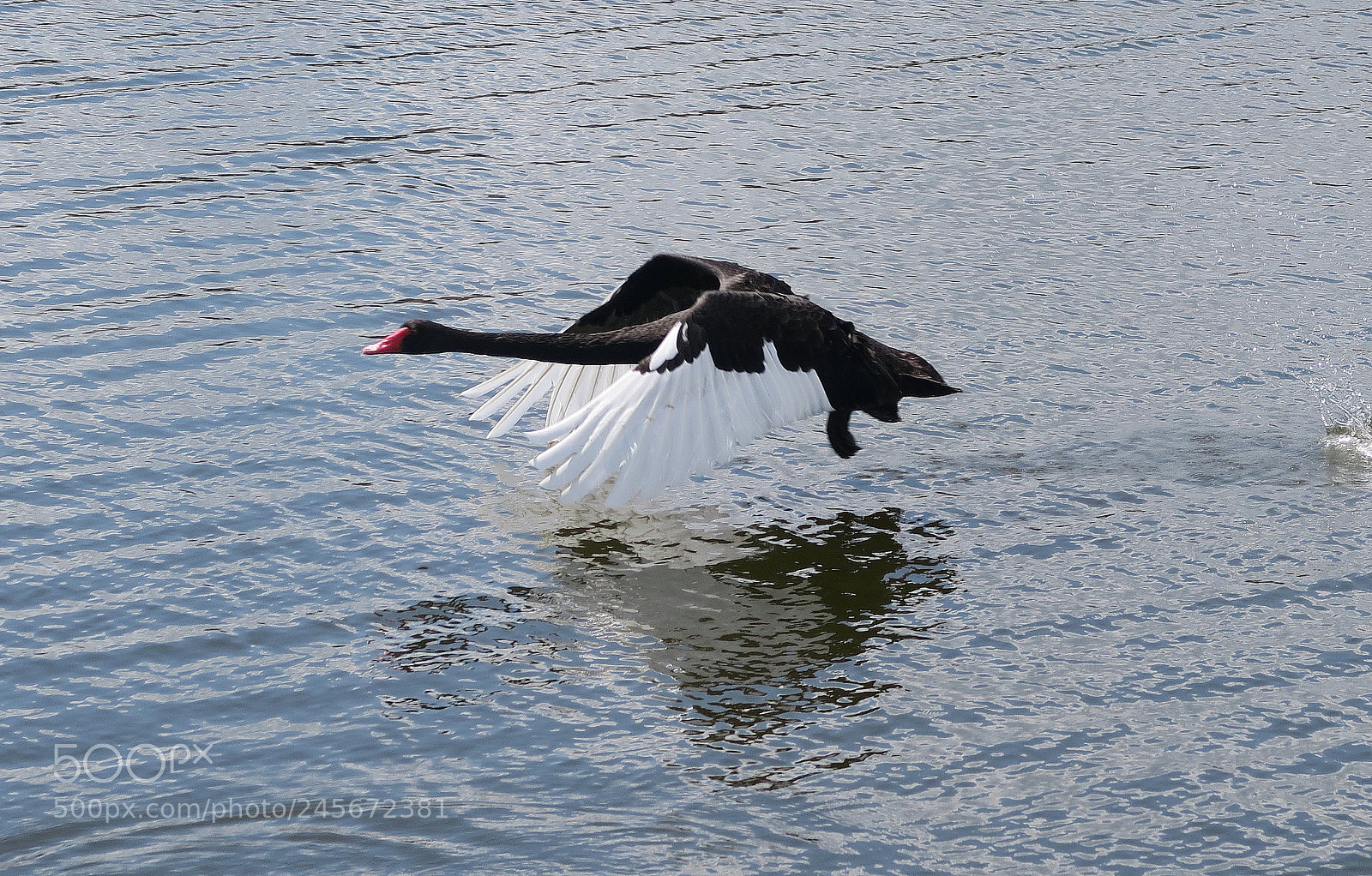 Canon PowerShot G7 X sample photo. Black swan - nz photography