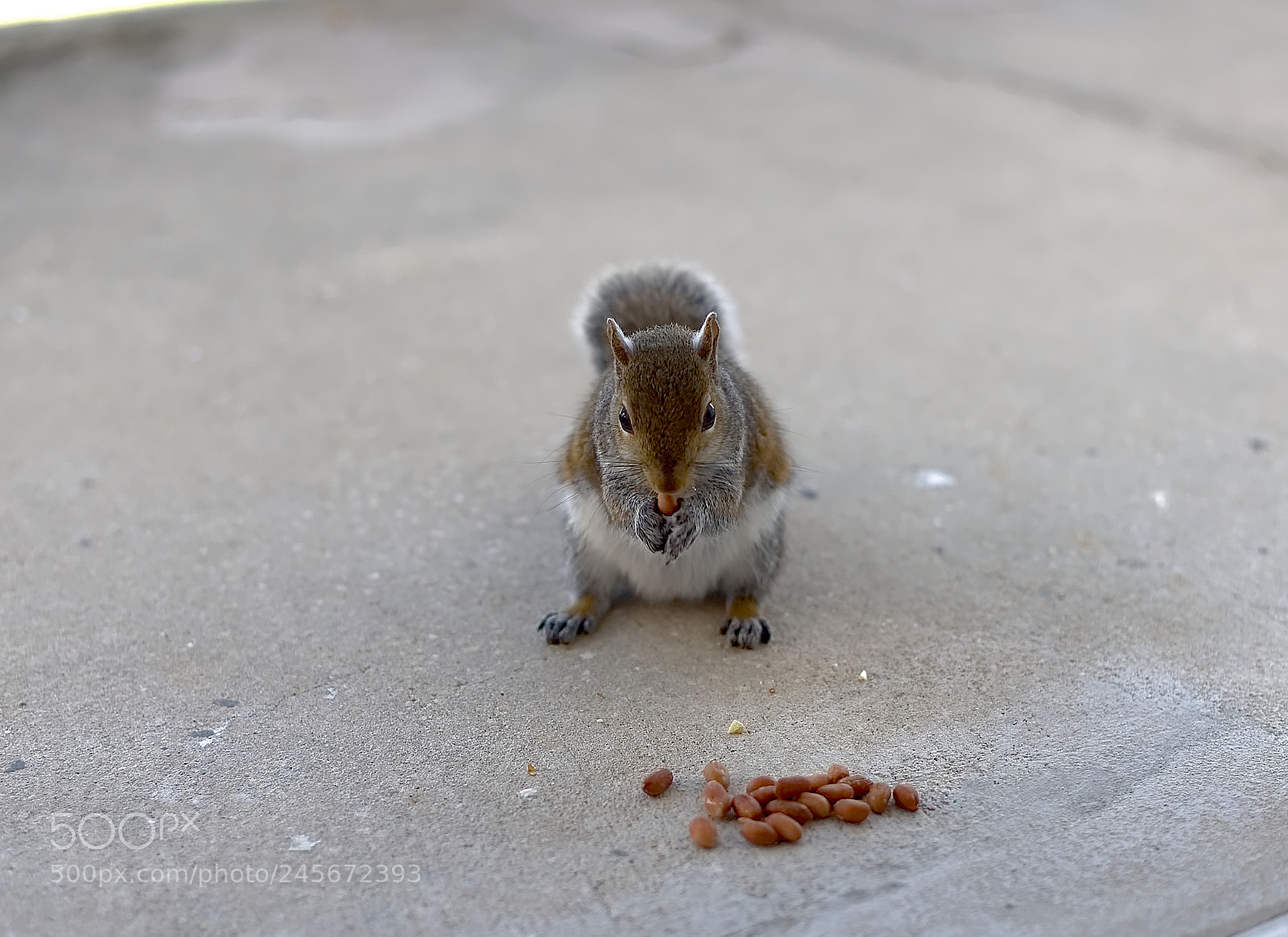Nikon D600 sample photo. Squirrel photography