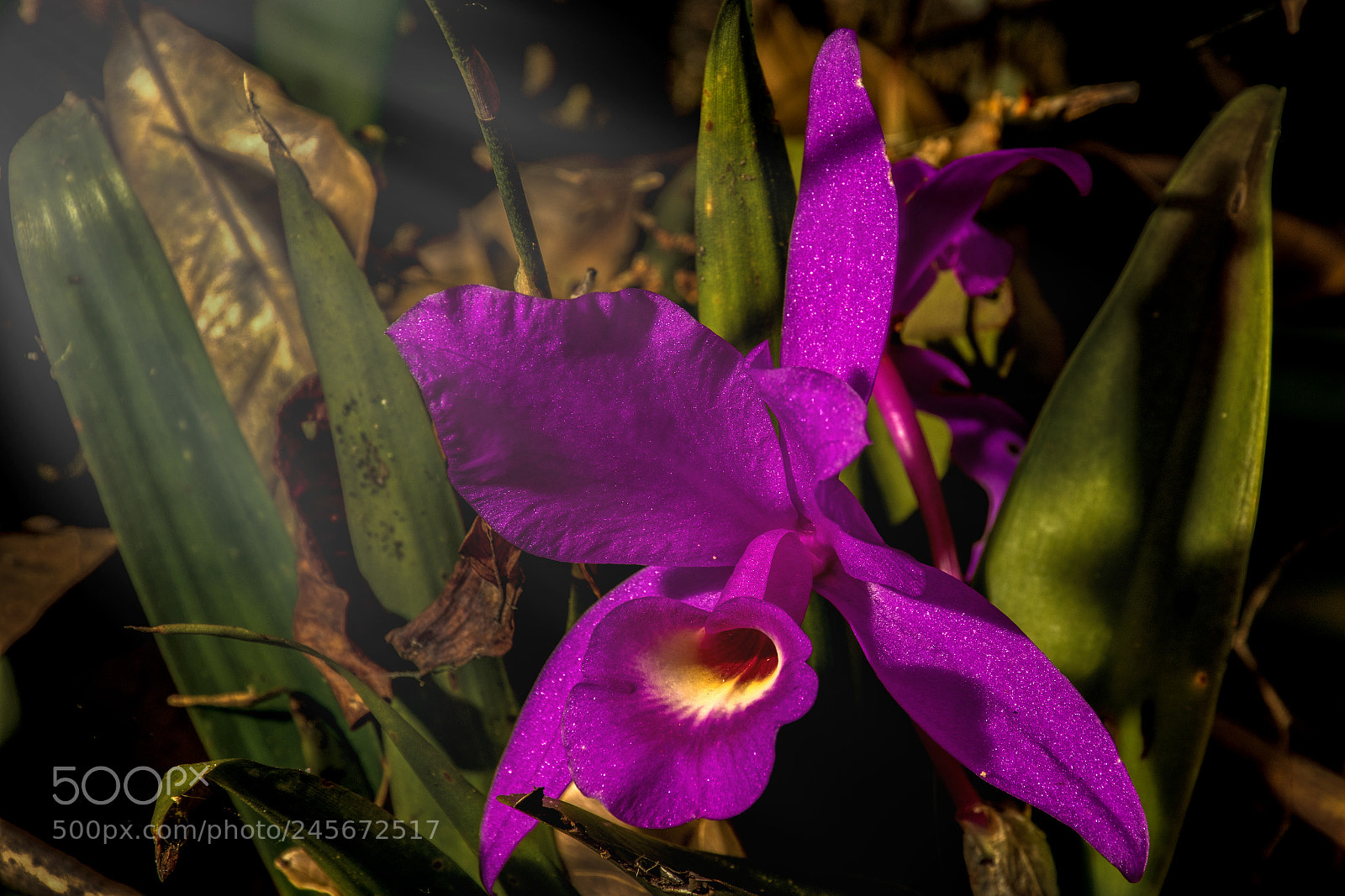 Nikon D3400 sample photo. Orchid + photography