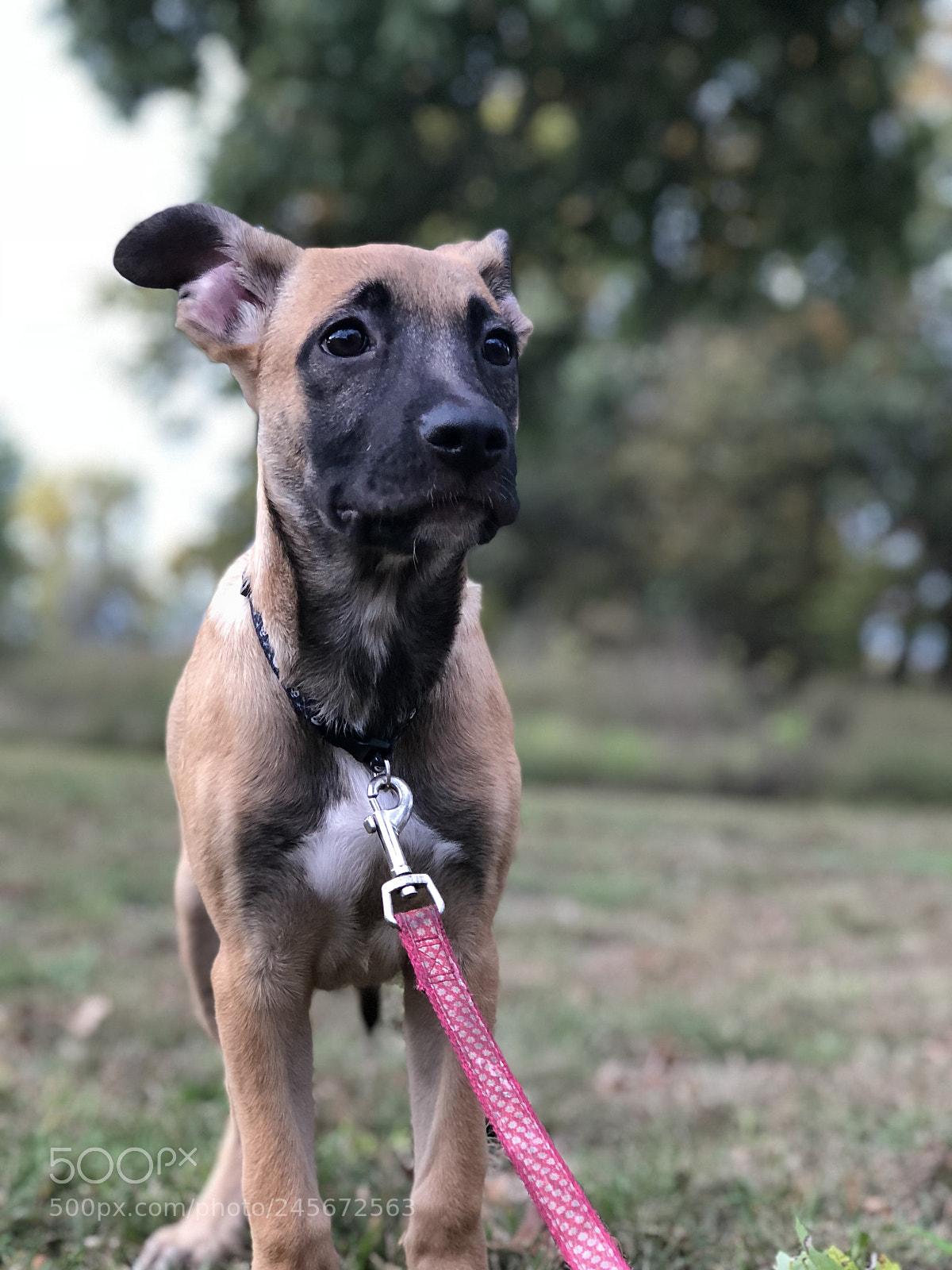 Apple iPhone 8 Plus sample photo. I love both my photography