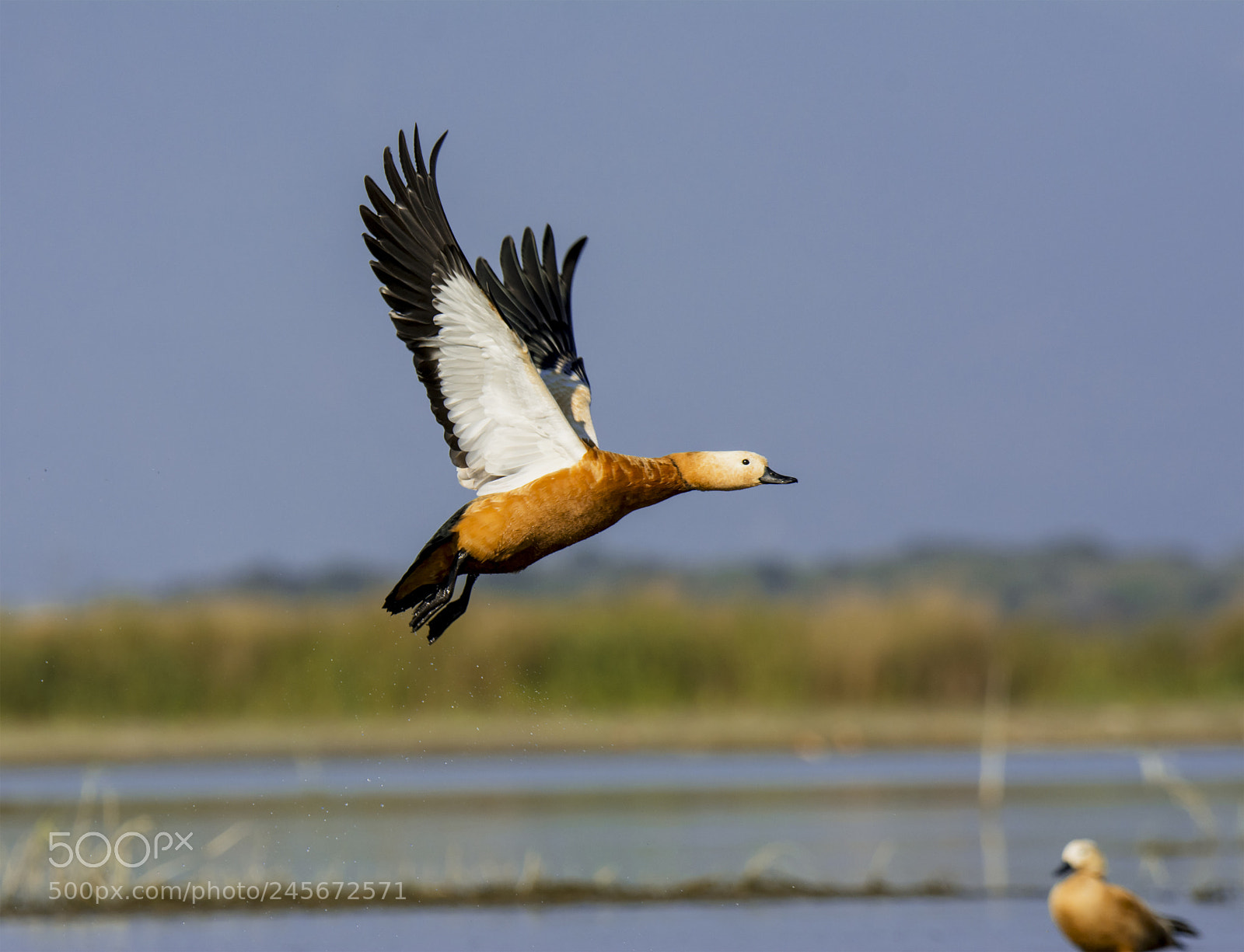 Nikon D7100 sample photo. Rudy shelduck photography