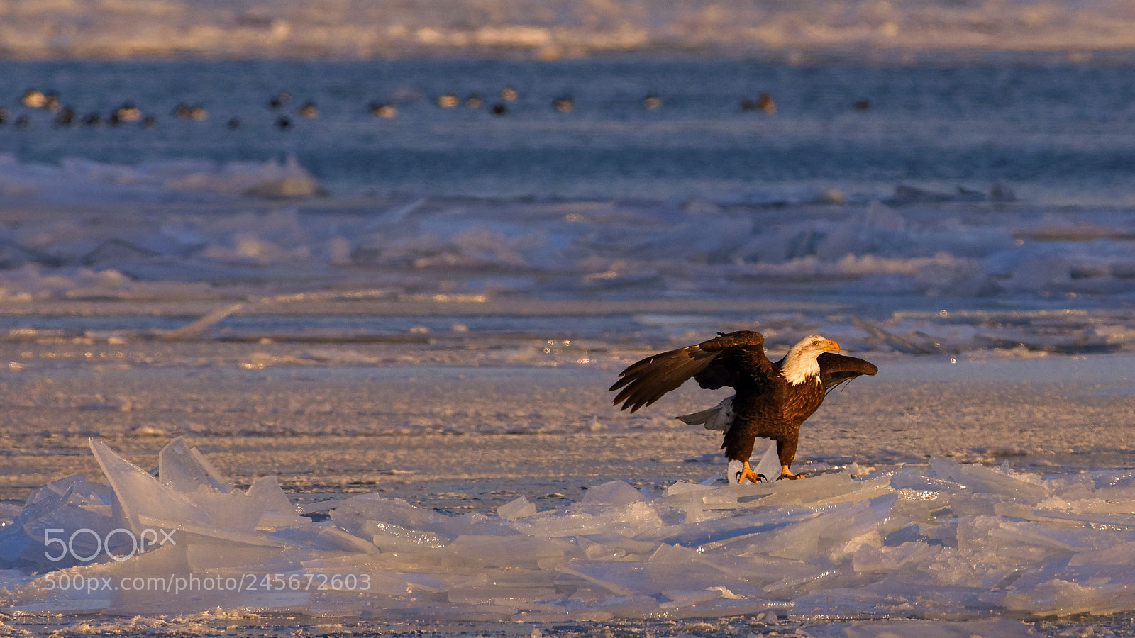Nikon D7200 sample photo. King of ice photography