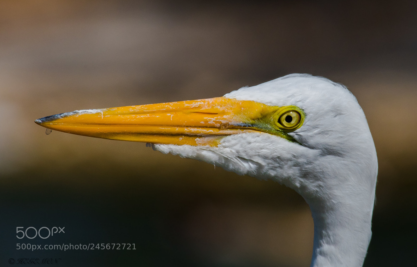 Nikon D500 sample photo. White egret photography