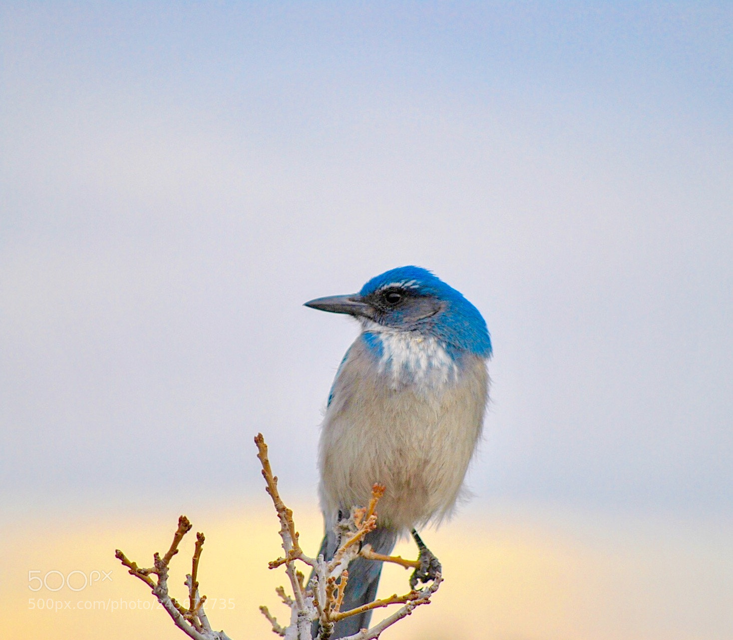 Nikon D60 sample photo. Island scrub jay photography