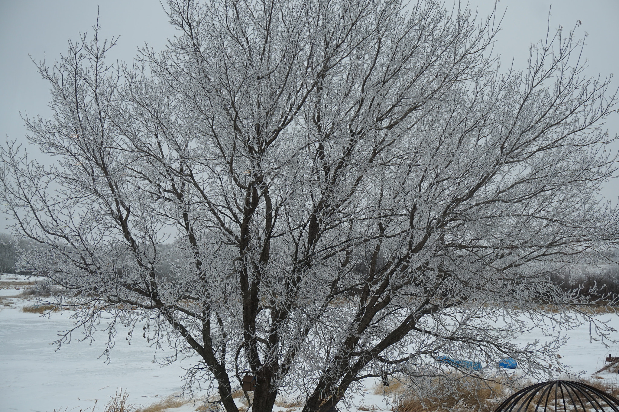 Sony Alpha a5000 (ILCE 5000) + Sony E 18-50mm F4-5.6 sample photo. Tree with hoarfrost photography