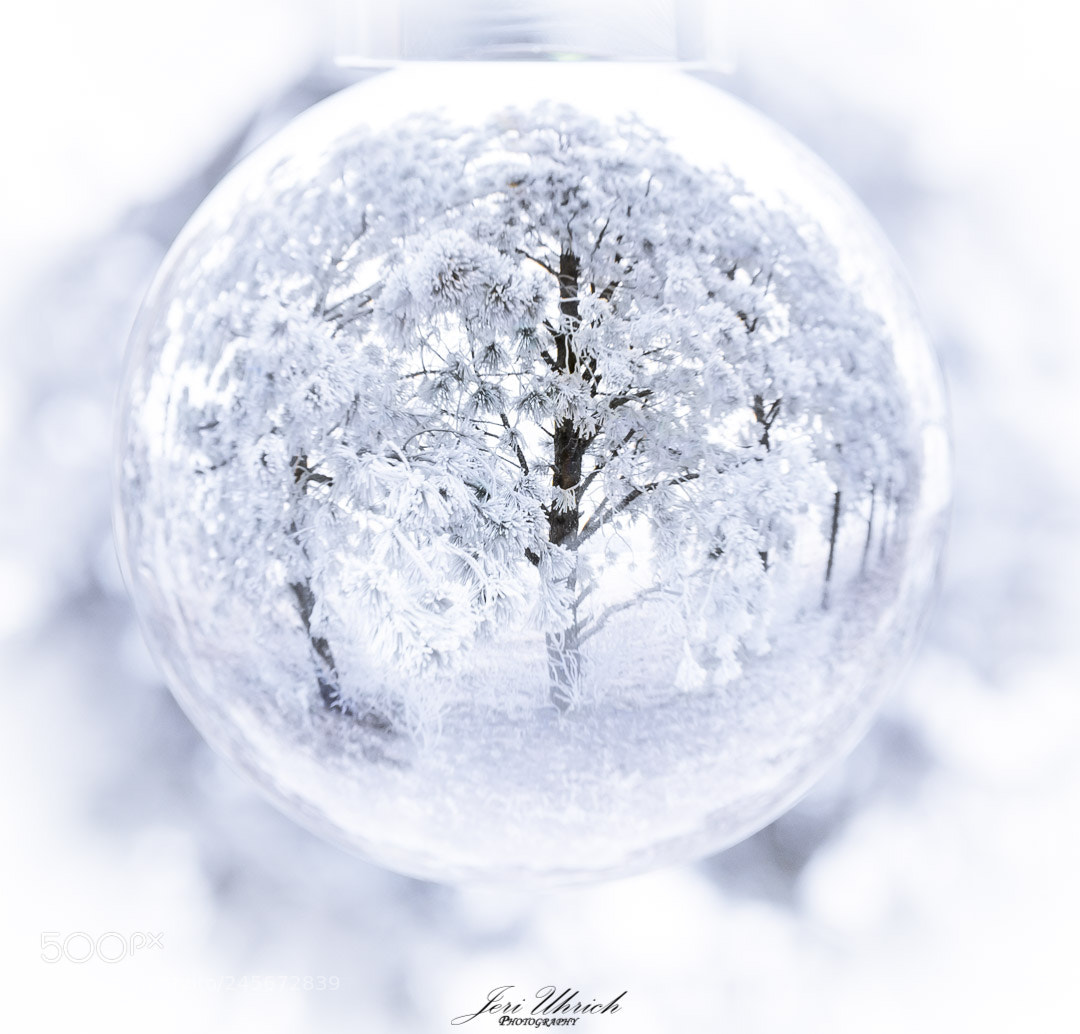 Sony a7R III sample photo. Hoar frost photography
