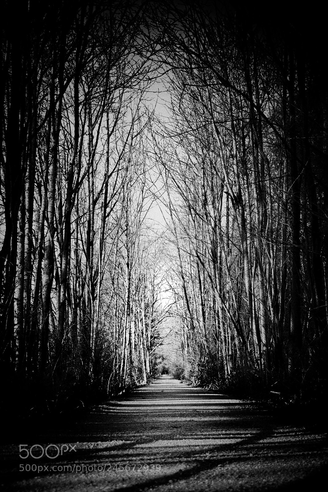 Pentax K-70 sample photo. The path photography