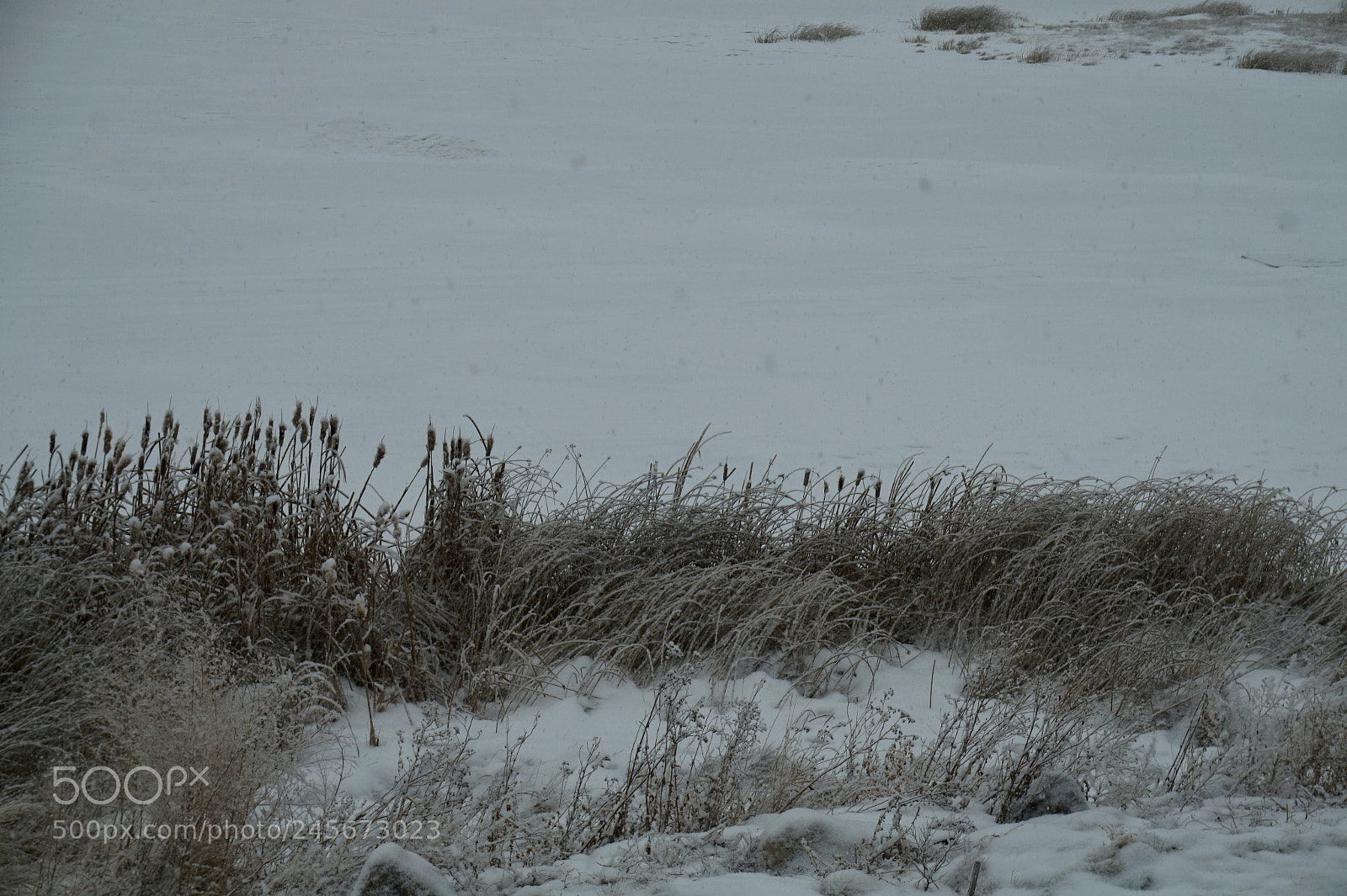 Sony Alpha a5000 (ILCE 5000) sample photo. Fullsizeoutput photography