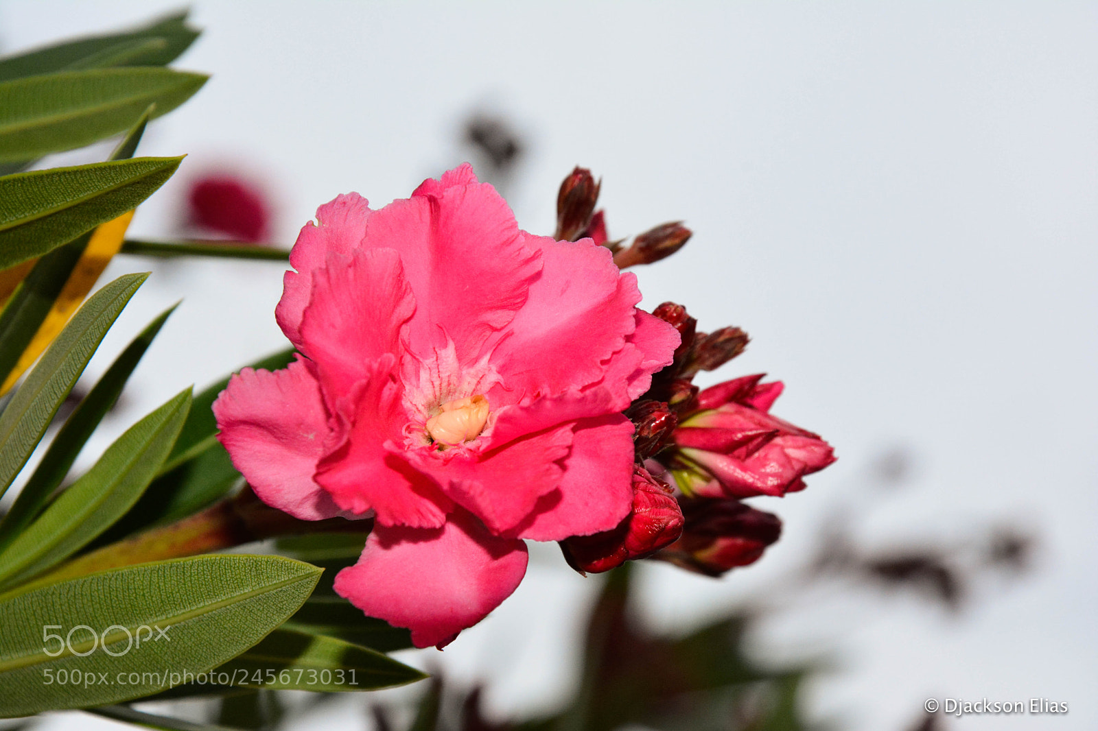 Nikon D7100 sample photo. Sabado photography