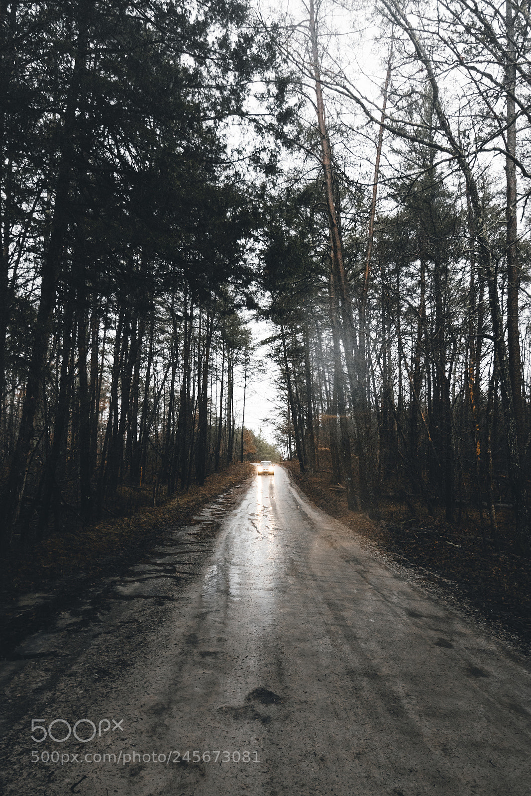 Canon EOS 750D (EOS Rebel T6i / EOS Kiss X8i) sample photo. Forest road fun photography